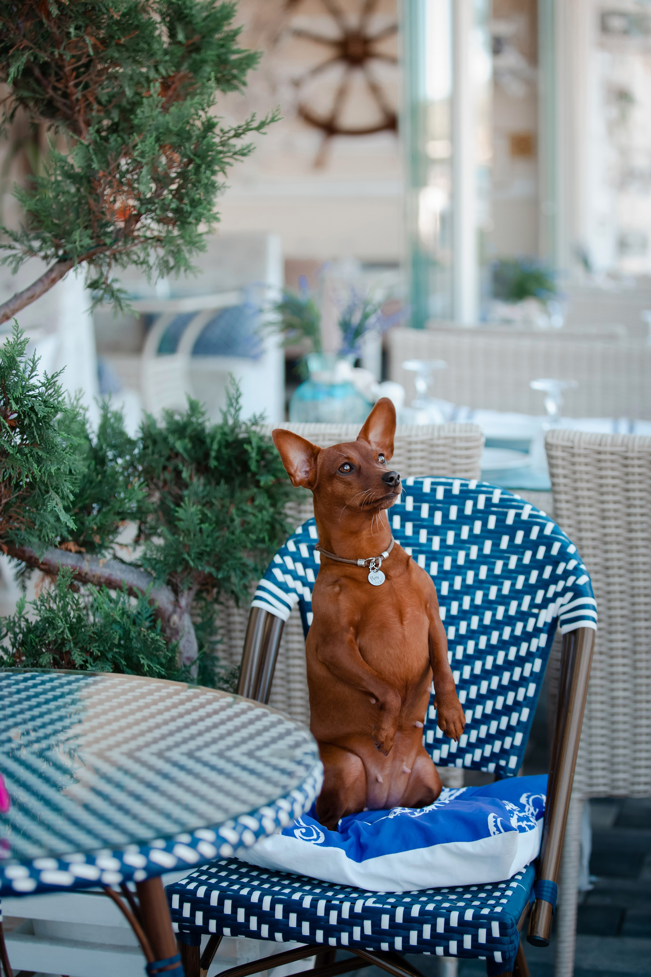 Цвергпинчер в Геленджике. Фотограф-анималист в Краснодаре Маша Мельникова
