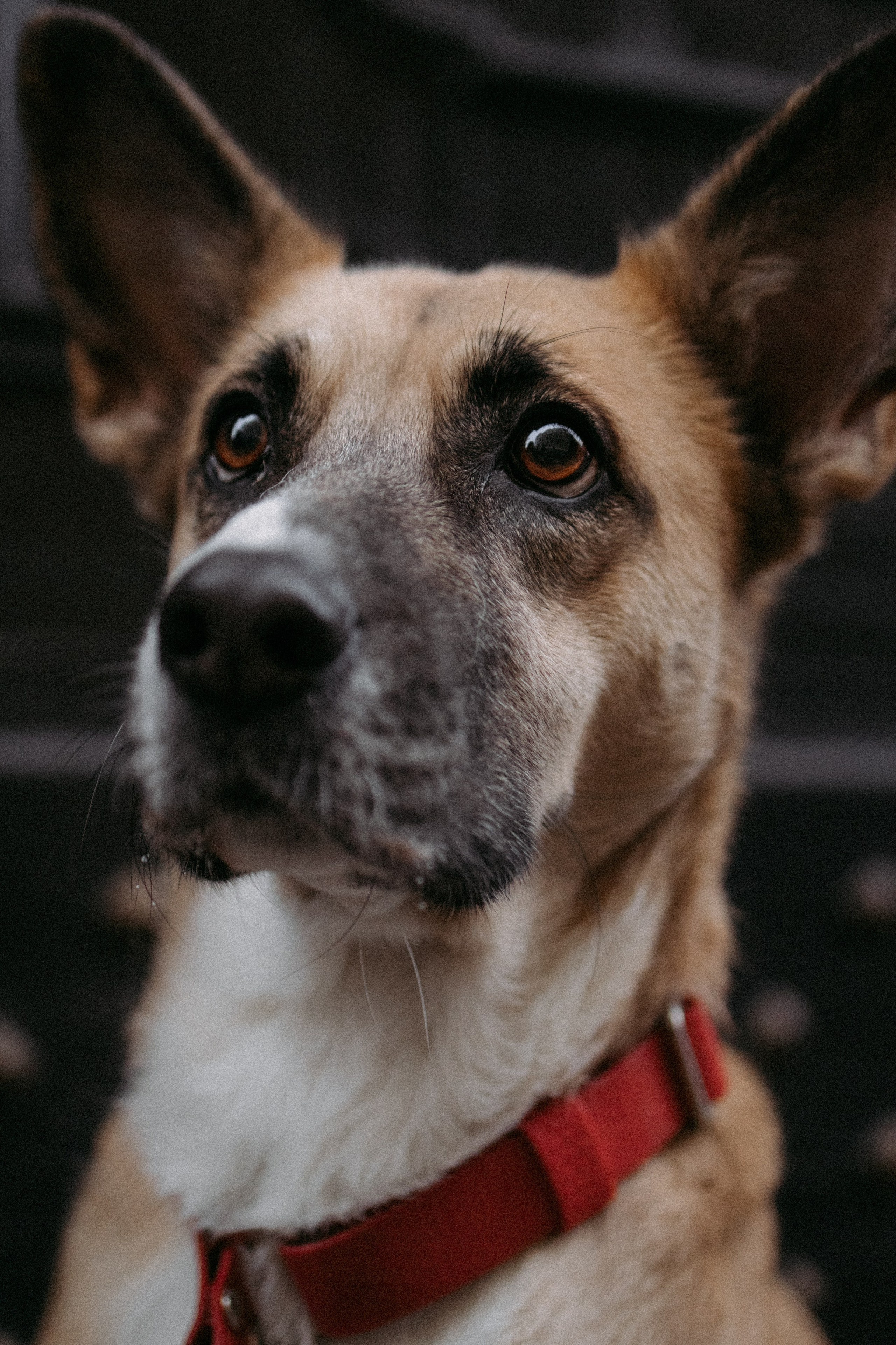 Саша, Ксюша и их банда. Фотораф — анималист Мария Шистка