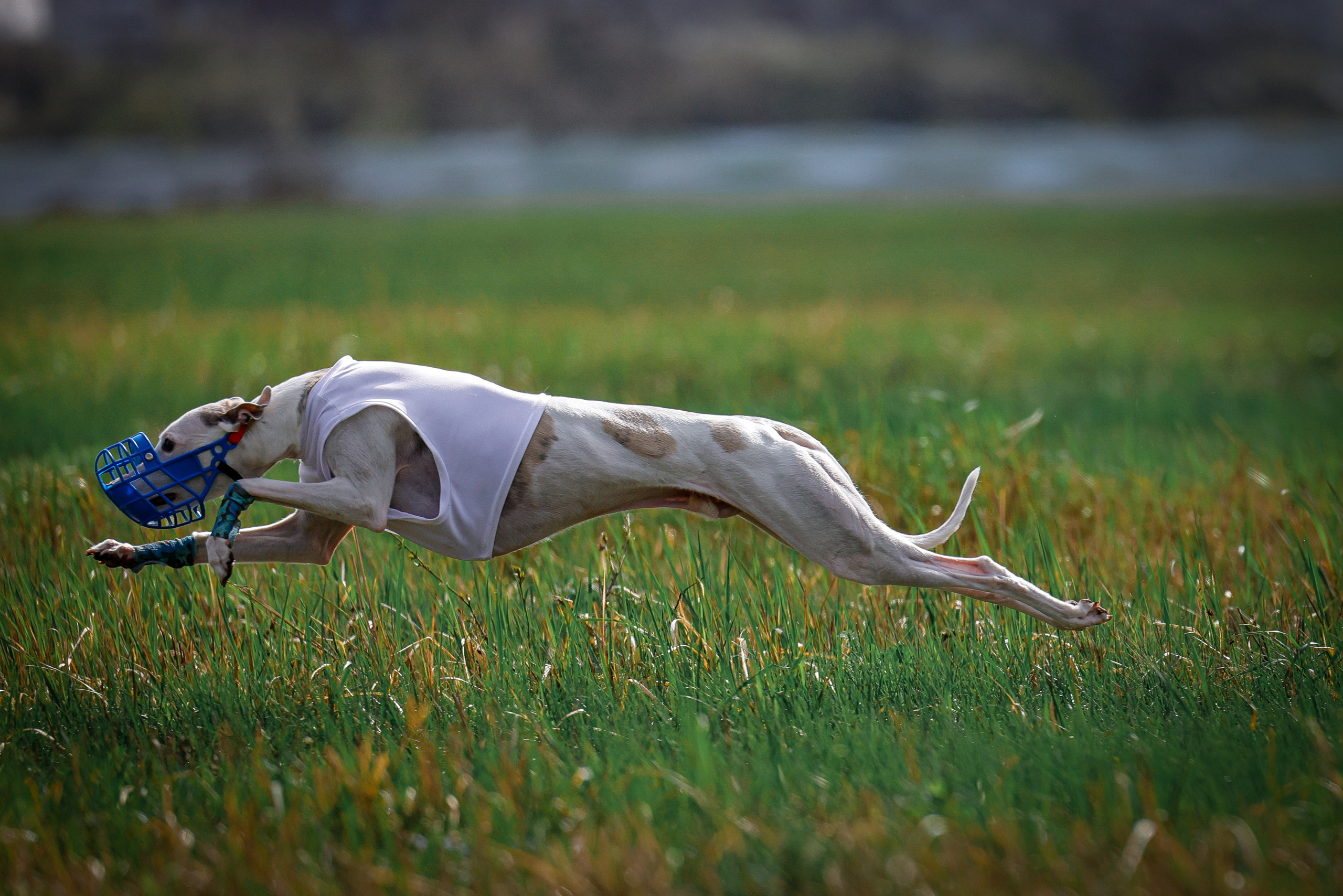Собаки. Антонина Савельева Фотограф Ставрополь