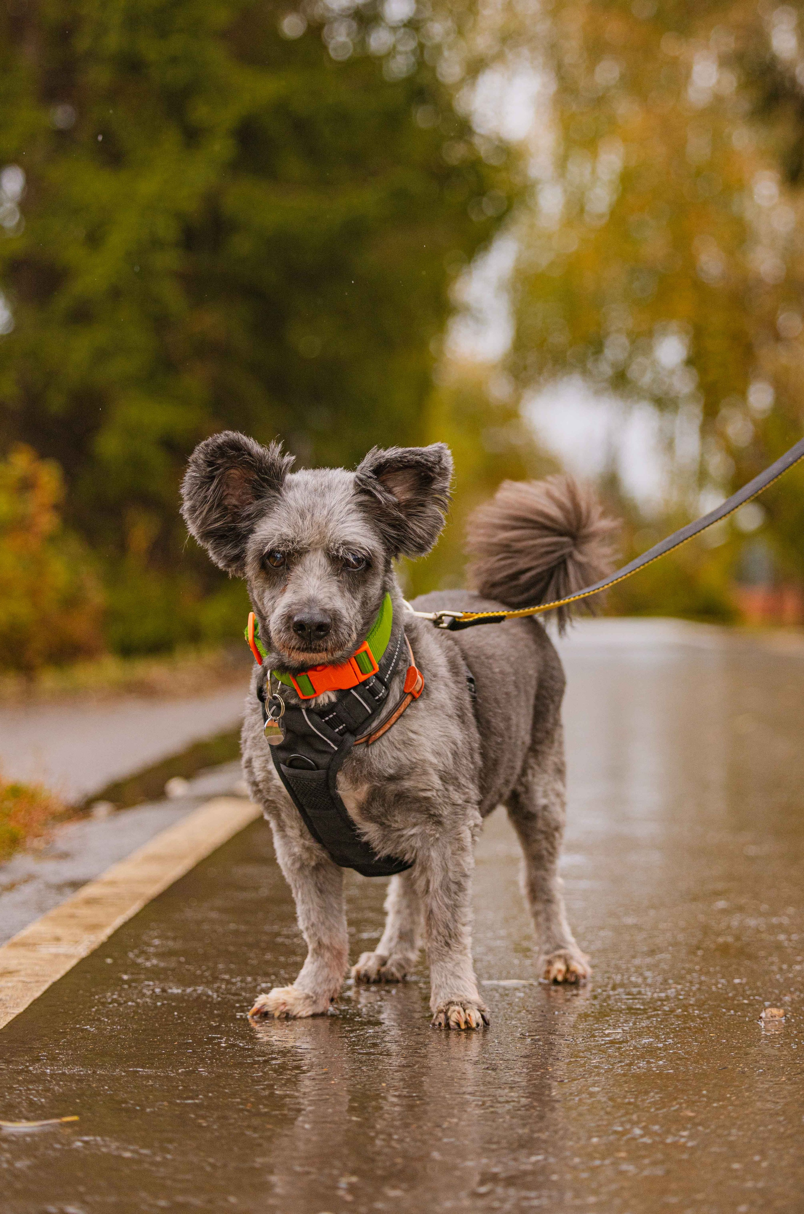 Передержка. Фотограф-анималист в Москве Лера Черноног