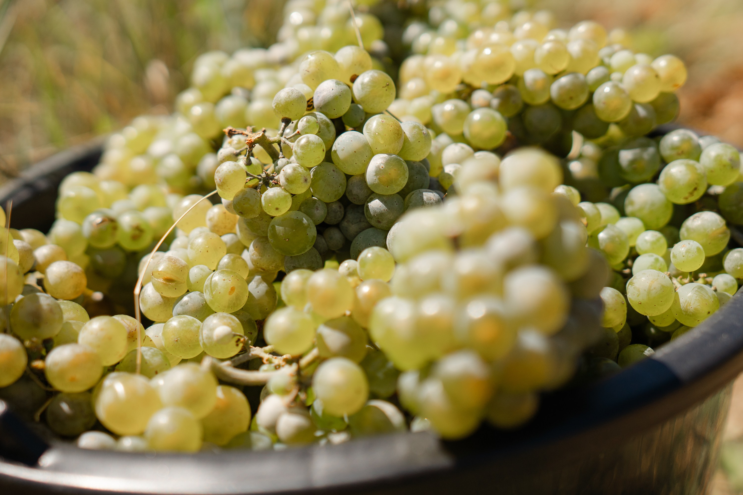 ArbaWine. Адиль Абильтаев|Фотограф|Астана