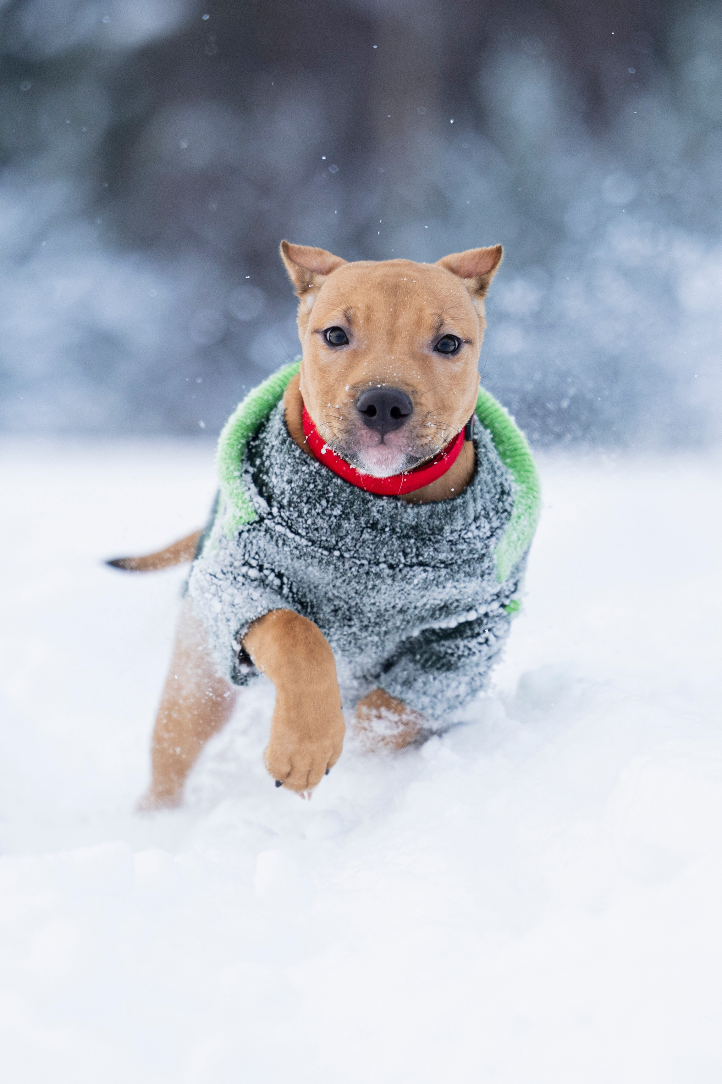 Миура. Фотограф-анималист Анна Маринич