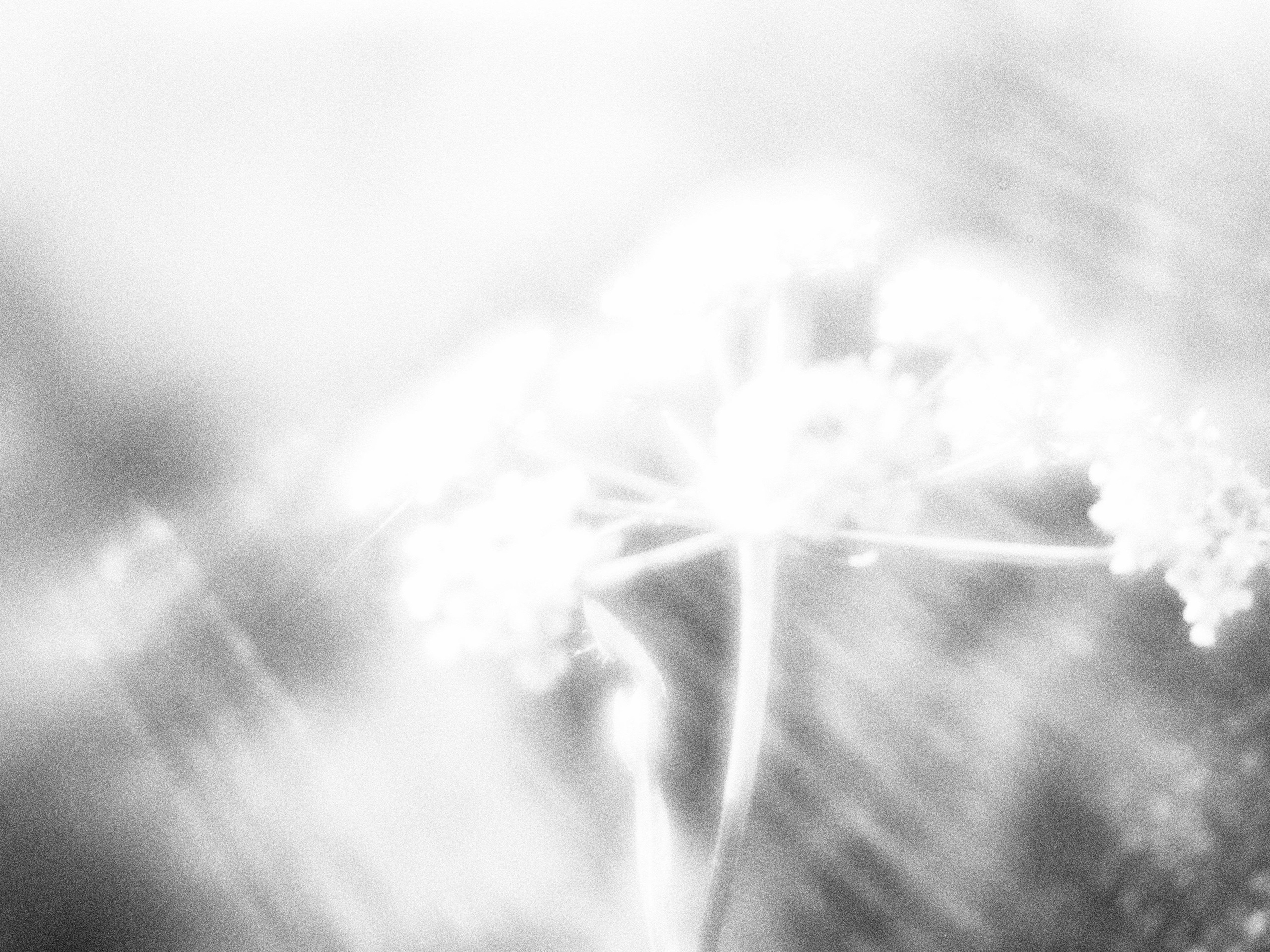 Внутривенные сны (2023)