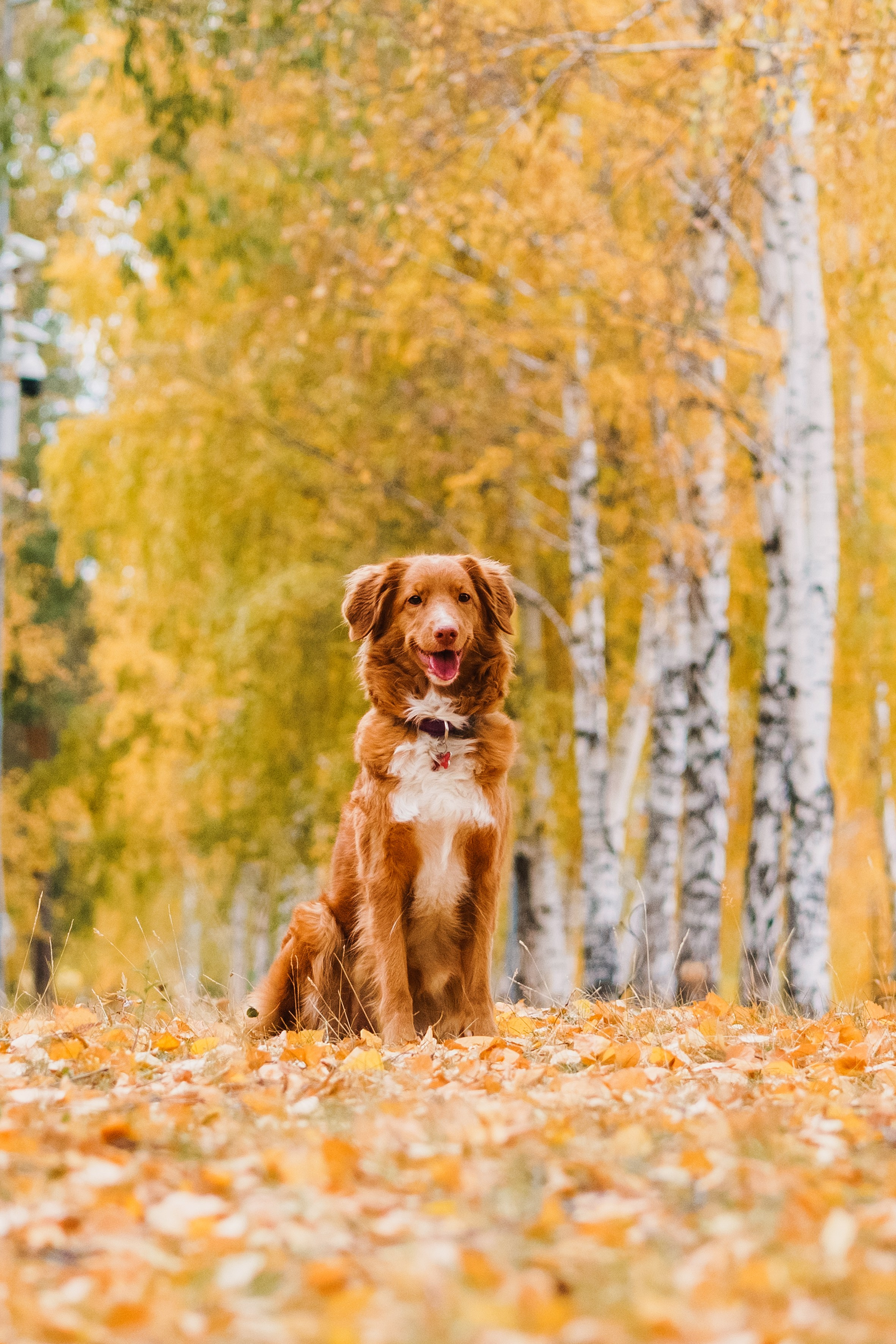 Life with dog. Saamill