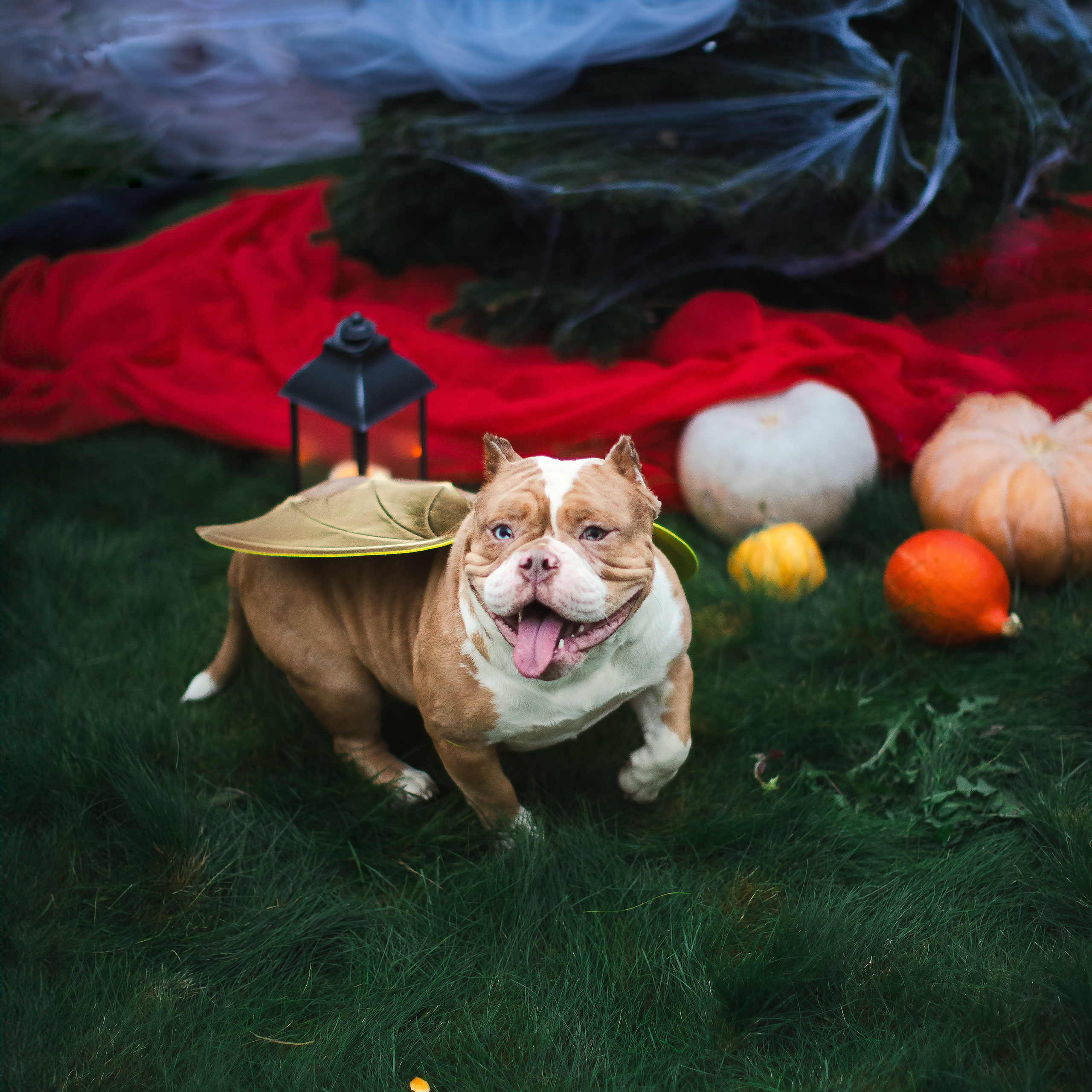 This is Halloween. Портретная и семейная съемка. Фотограф анималист