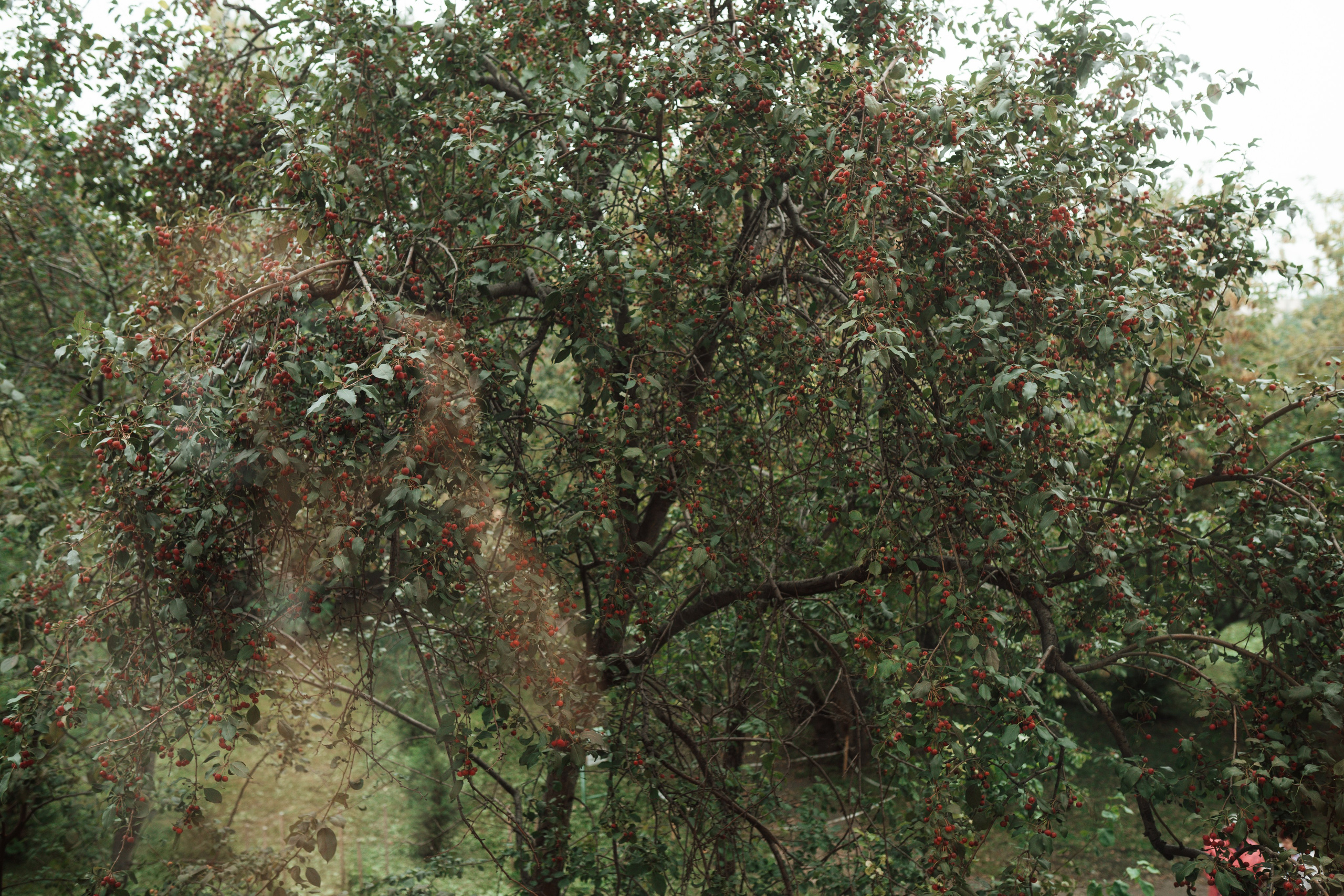 Фотосессия новорожденной. Фотограф Ким Наталья в Красноярске
