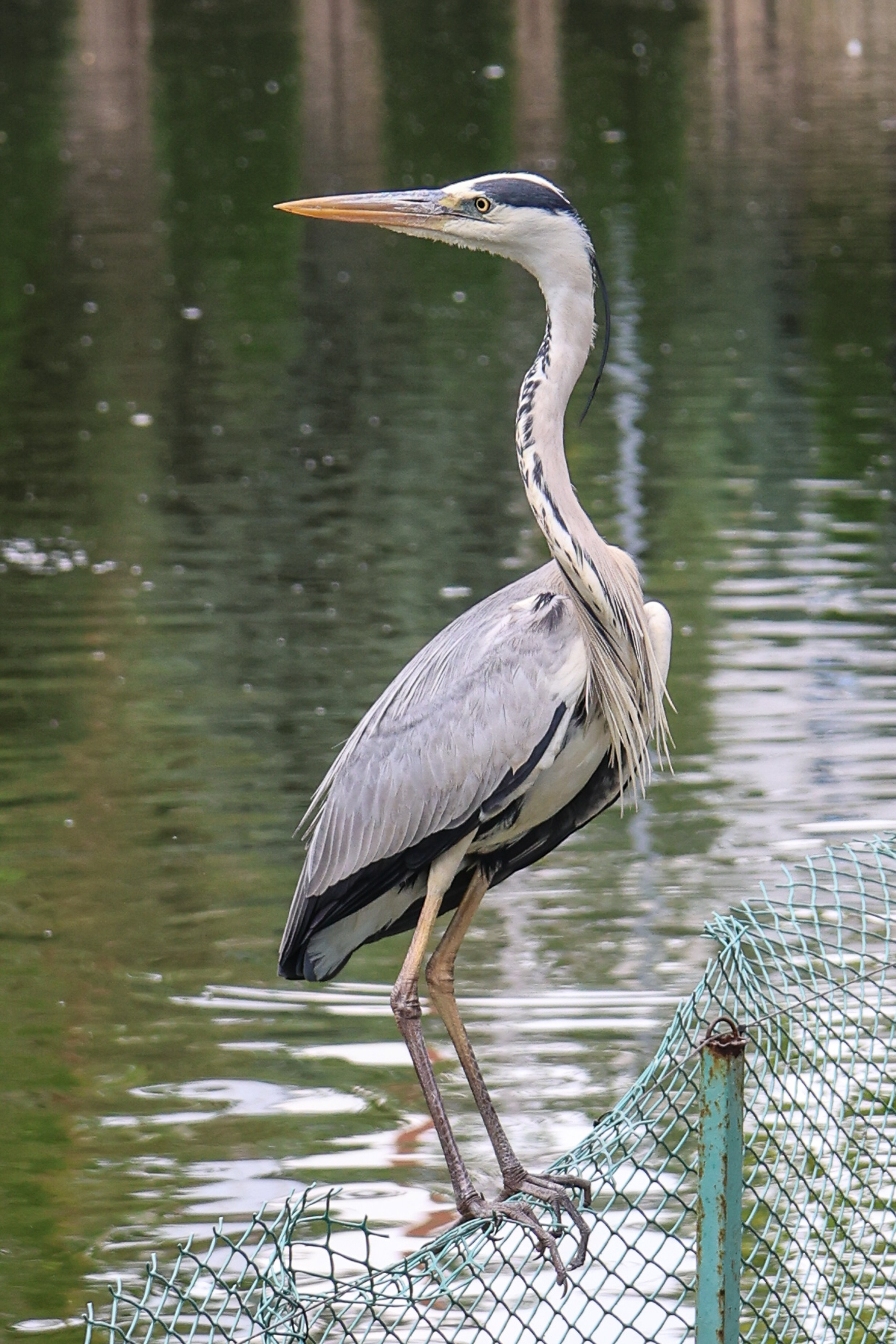 В мире животных. Фотограф Дмитрий Алексеев