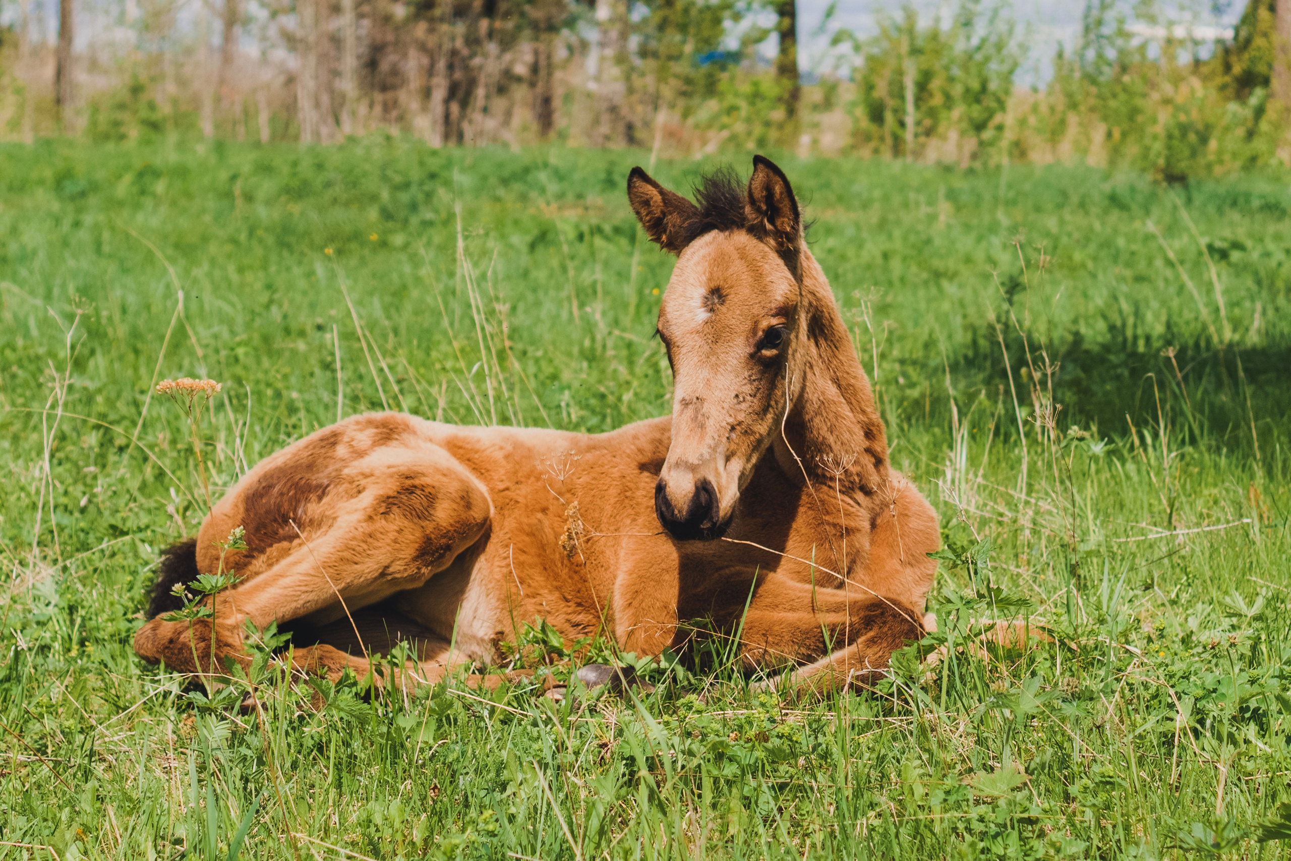 Life with horse. Saamill