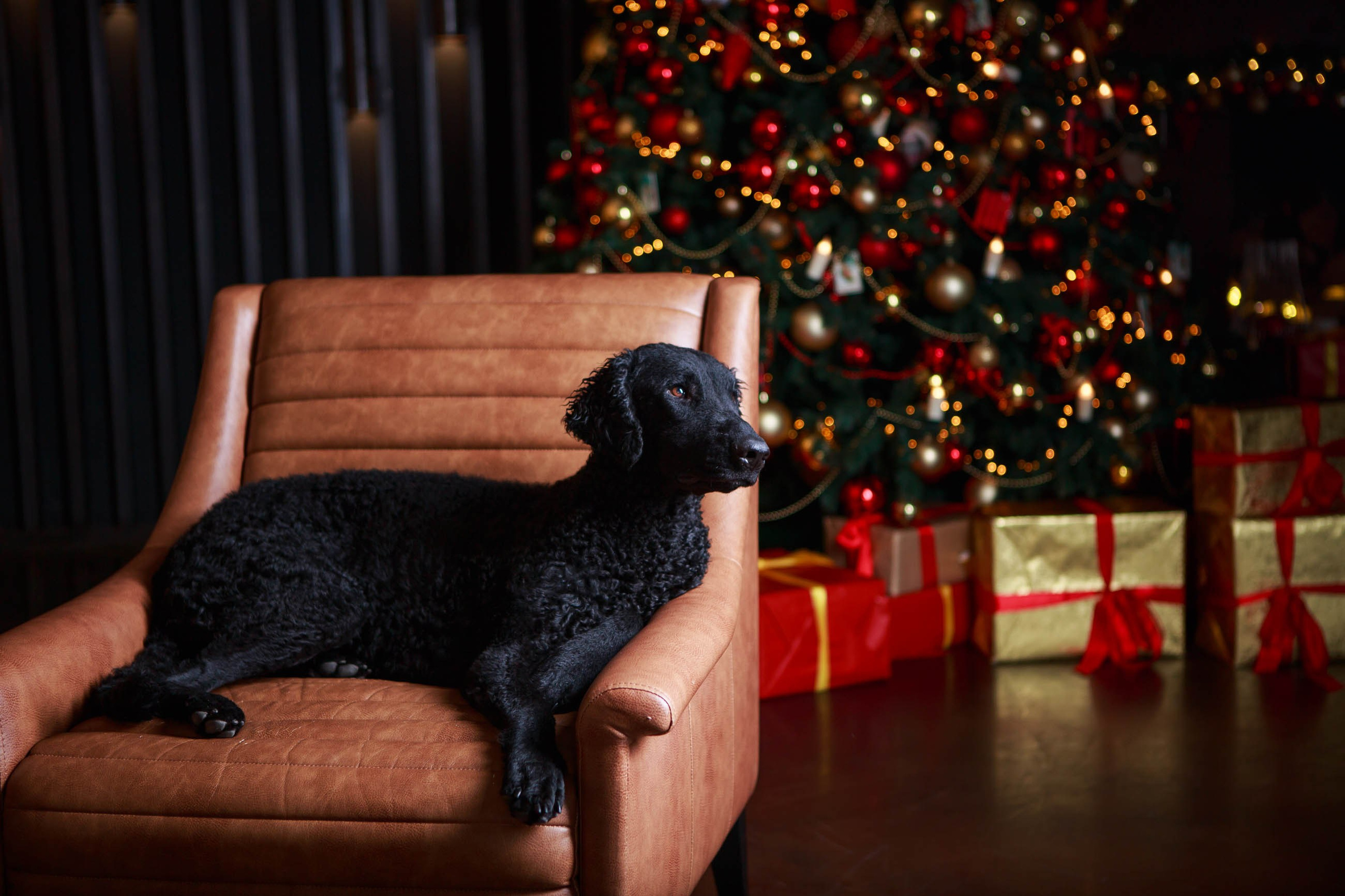 Лабрадор ретривер и курчавошерстный ретривер фотосессия на Новый год в фотостудии. Семейный и детский фотограф в Москве Мария Быкова