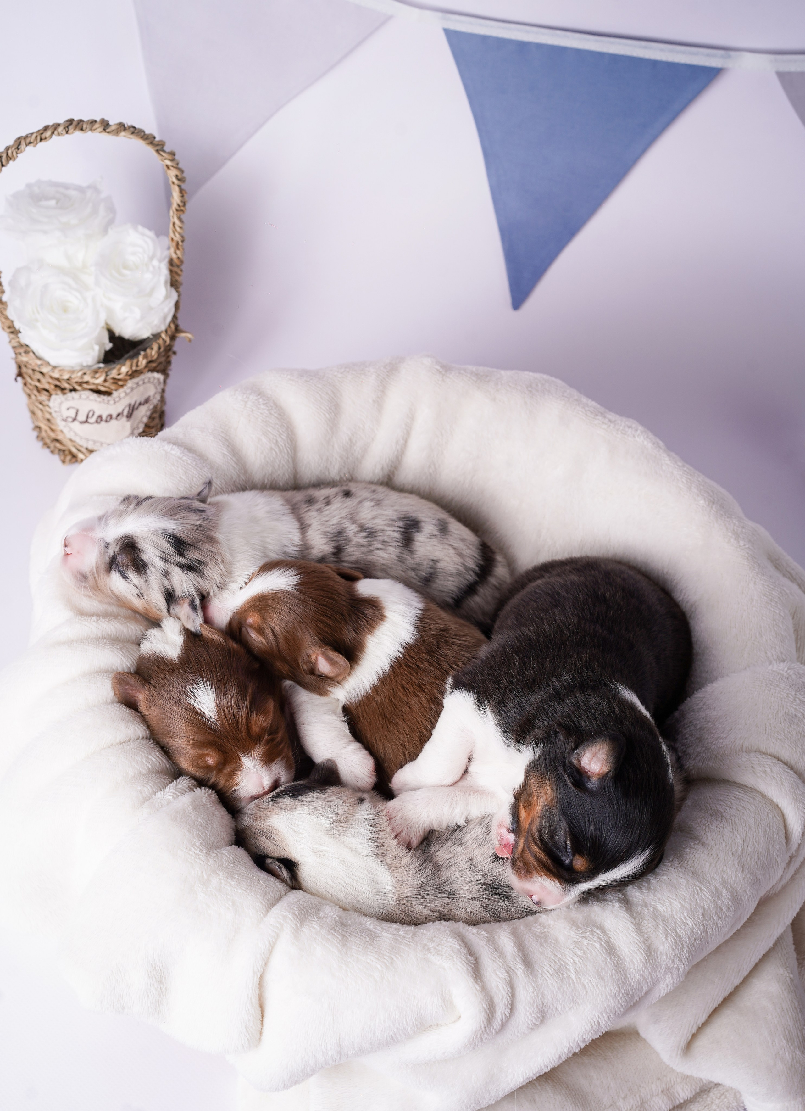 Щенки австралийской овчарки. Фотограф-анималист в Санкт-Петербурге Яна Мартынова