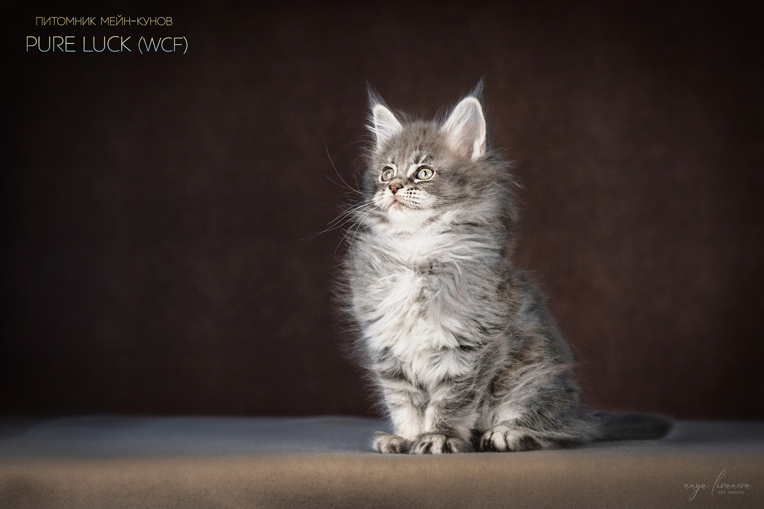 Мейнкуны. Фотограф анималист Аня Ливанова | Рыбинск