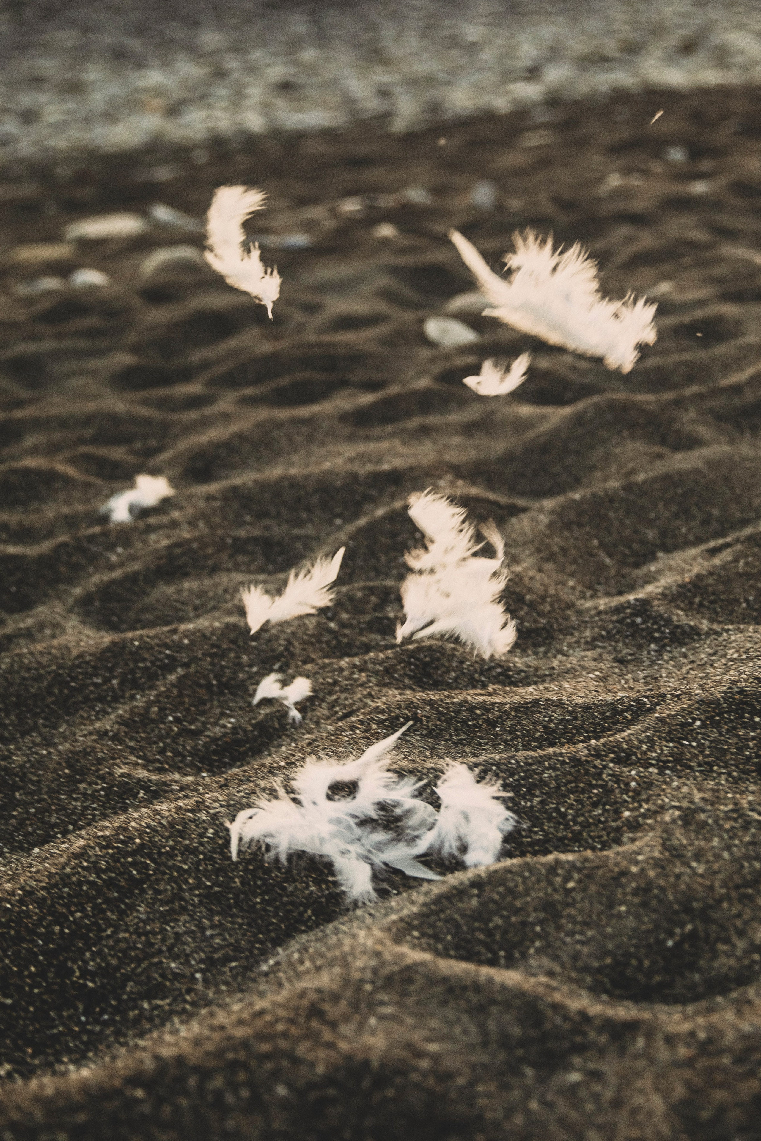 Залина. Свадебный и семейный фотограф Колоскова Мария (Сочи и весь мир)