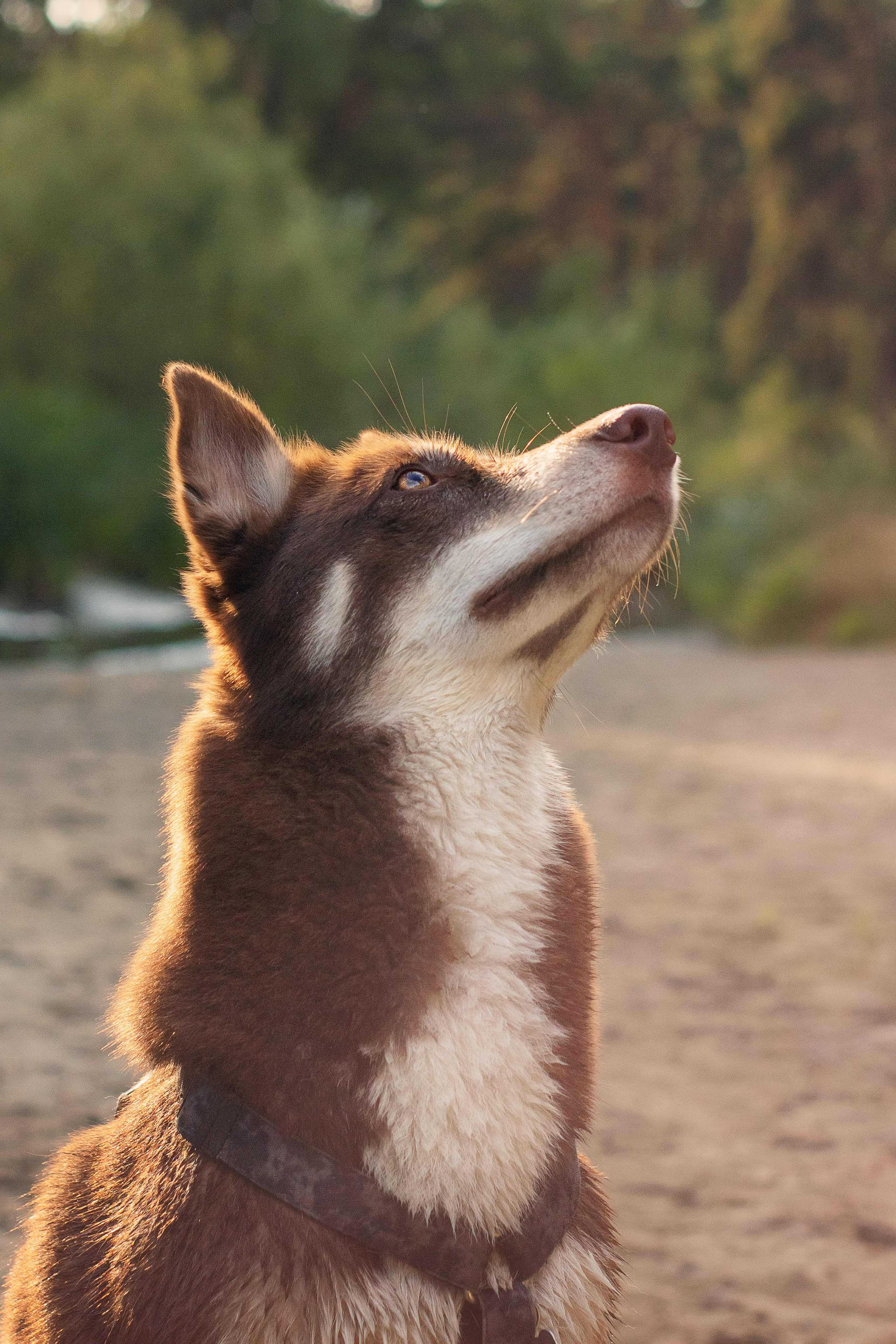 Светлана и Тисэ. YULA KOLESOVA | Фотограф — Анималист | Художник | Тюмень