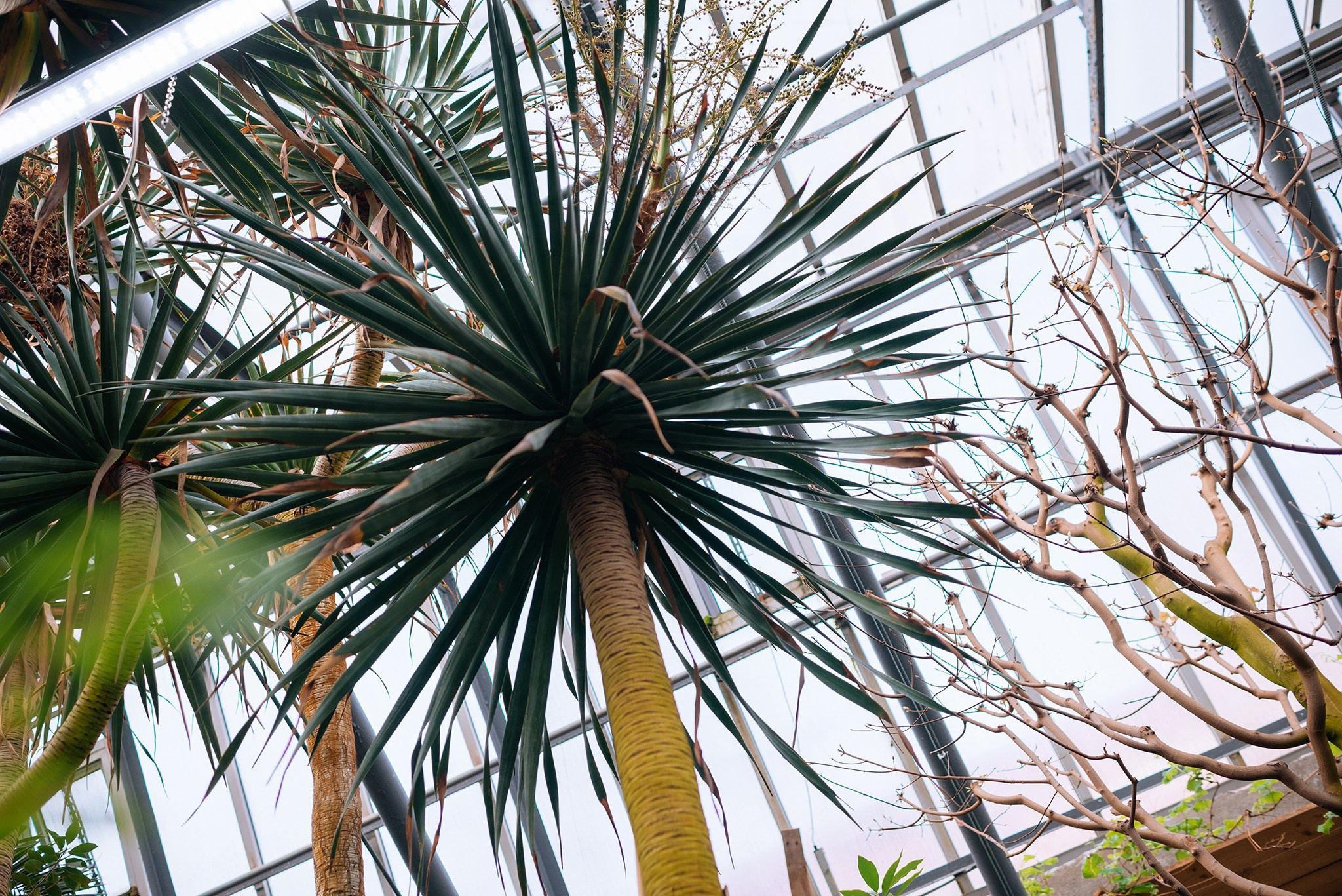Ботанический сад. Субтропический маршрут. Март 26. Репортажный фотограф в Санкт-Петербурге Анастасия Клёпова