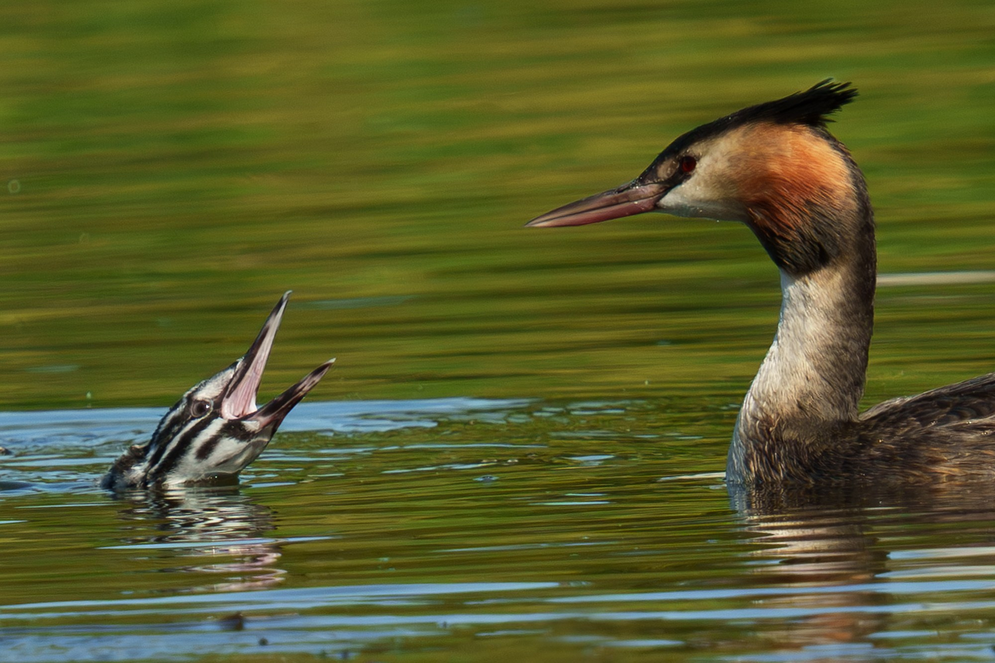 Удивительные мир птиц. Вокруг нас столько прекрасного — присмотритесь!. Ваш личный фотограф Марина Волкова