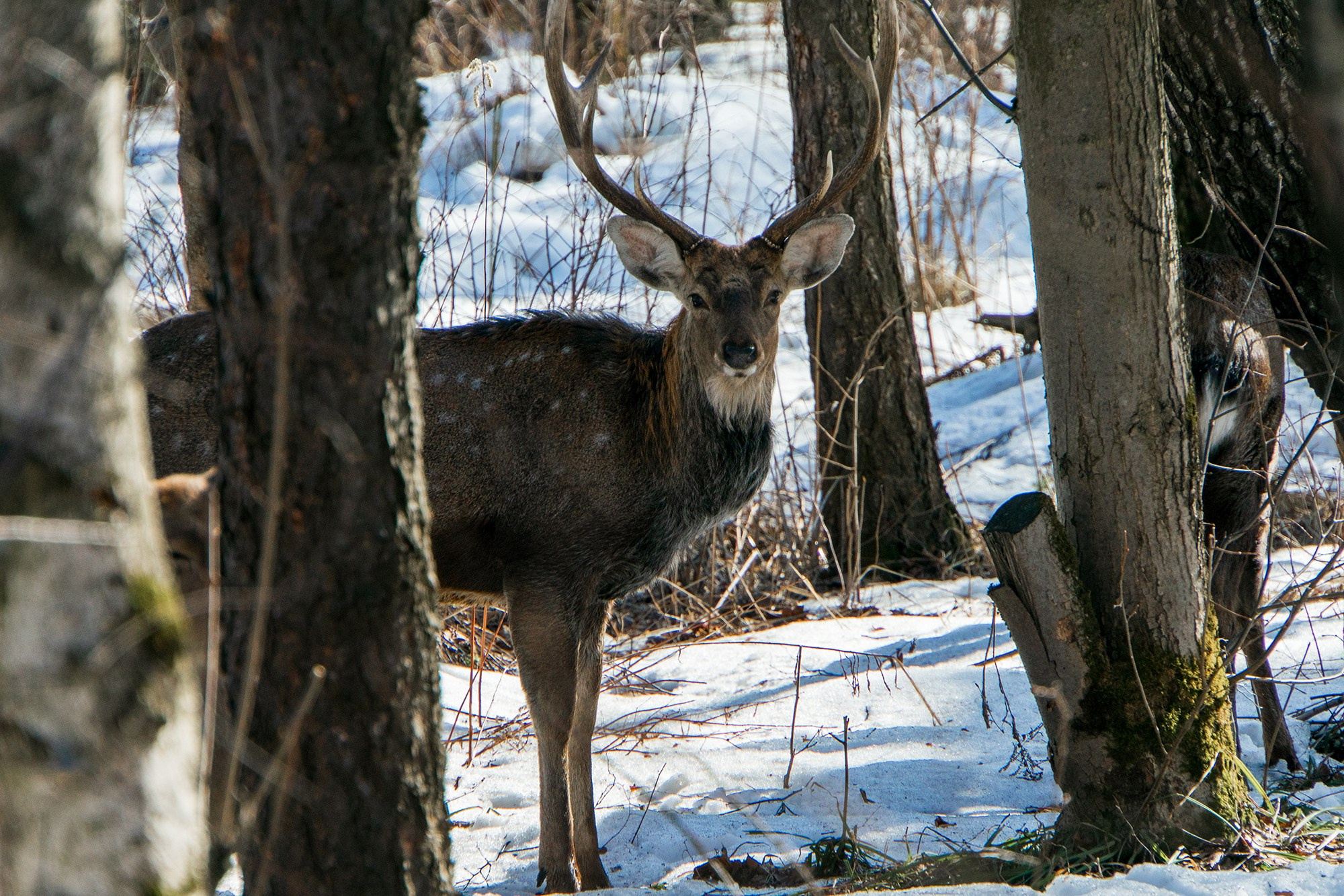 Животные. Ваш личный фотограф Марина Волкова