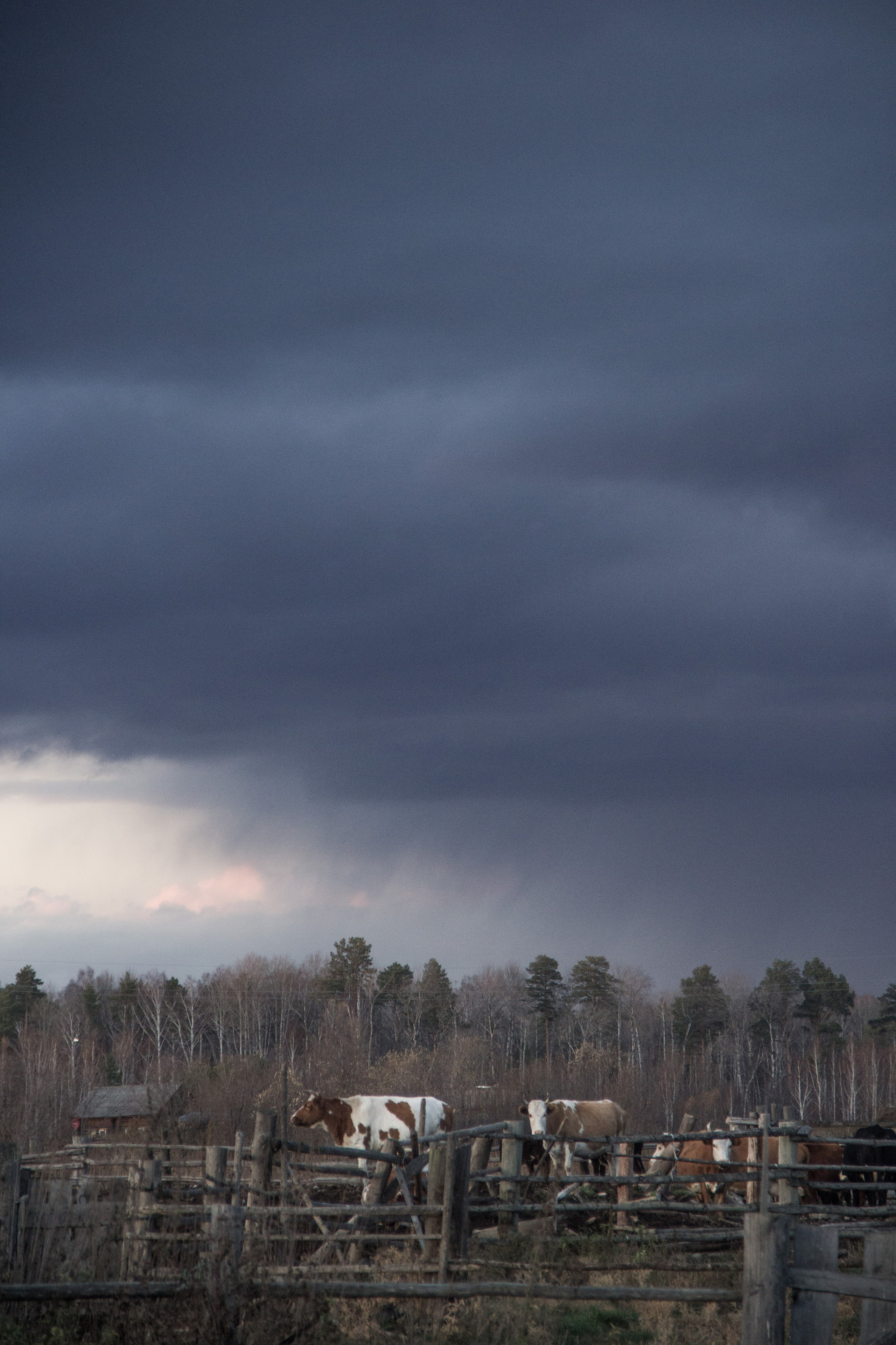 Природа/Животные