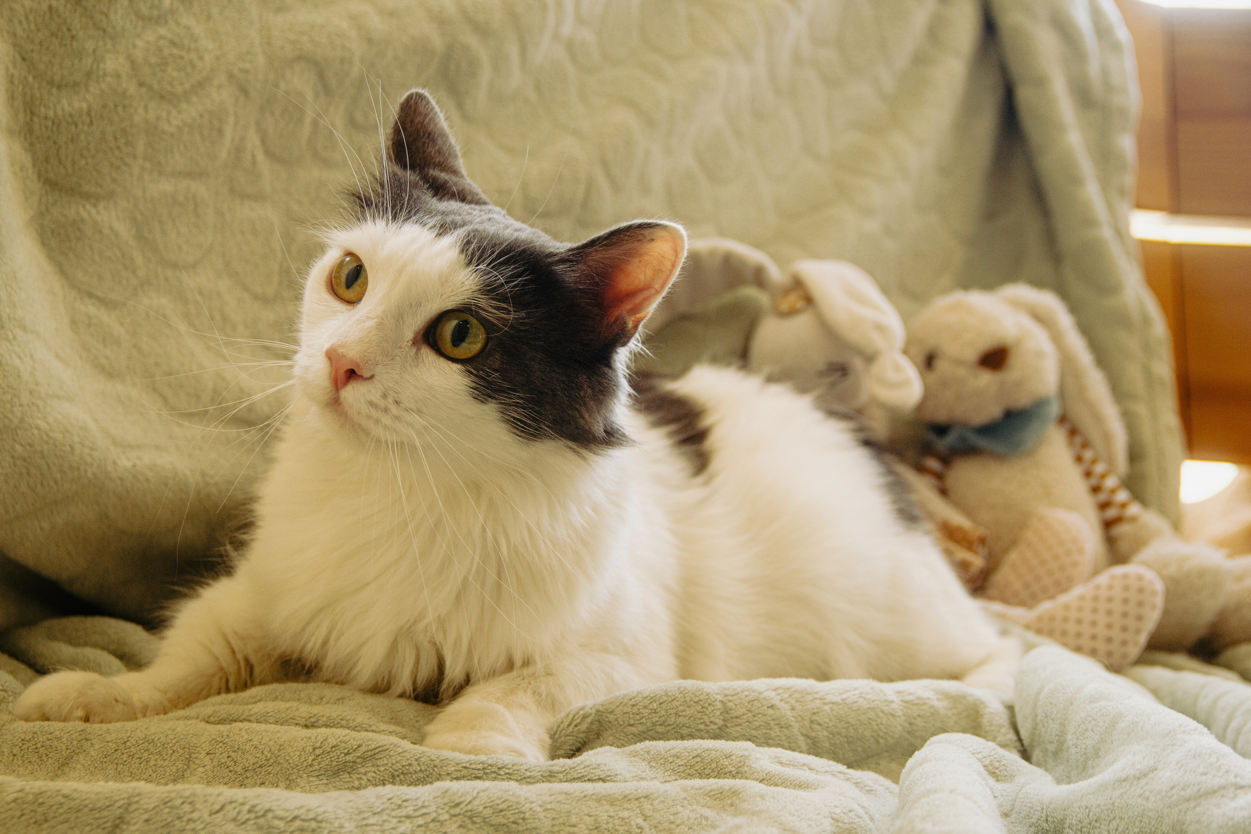 Фотоволонтер