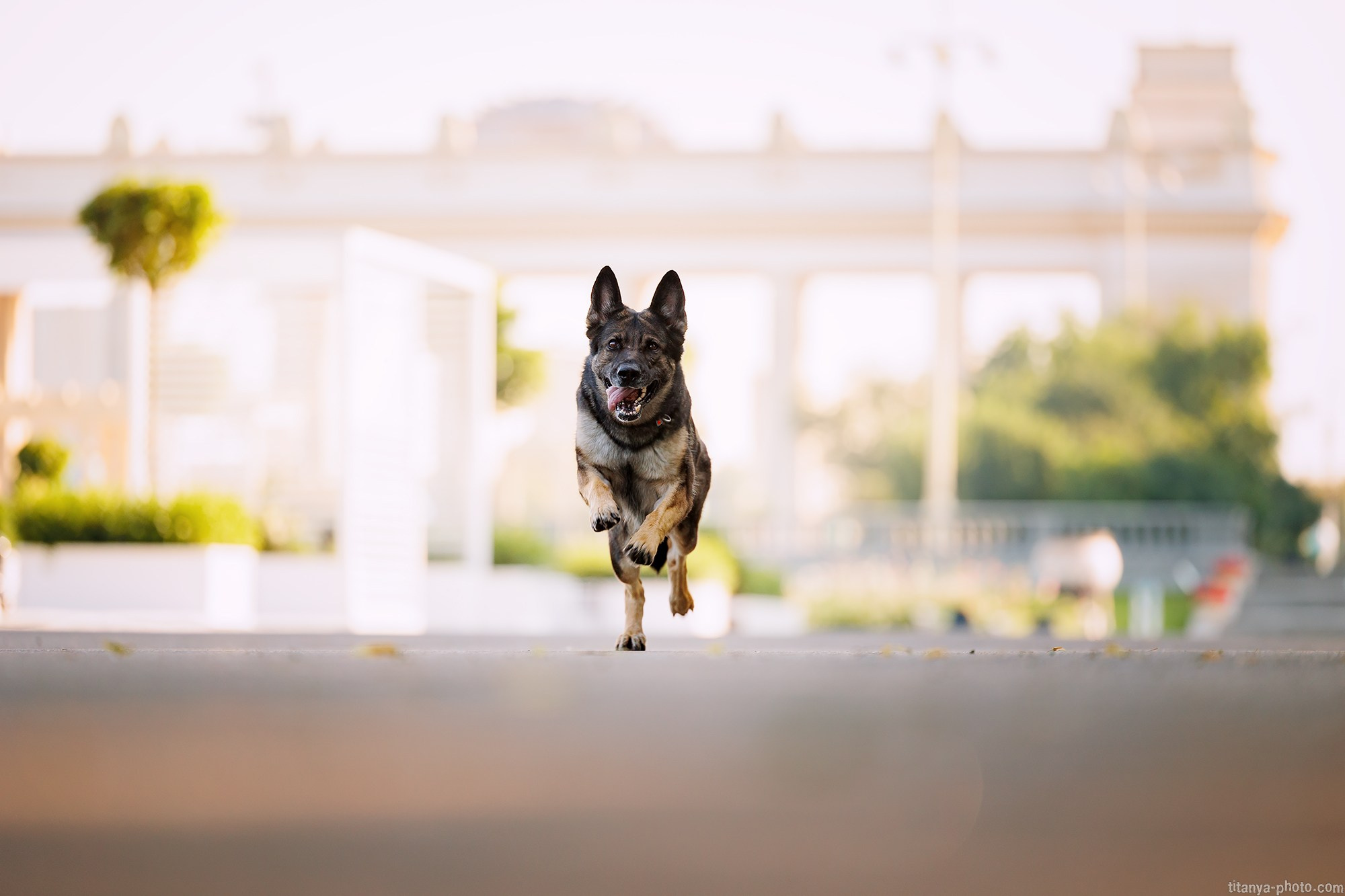 Маша и Харпи. Фотограф собак, фотограф-анималист Аня Титова (Titanya). Москва