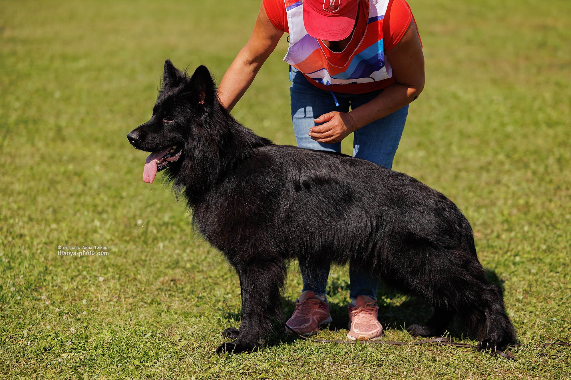 Немецкие овчарки: фото из рингов и вне ринга, мутпроба (фотографии с выставок). Фотограф собак, фотограф-анималист Аня Титова (Titanya). Москва