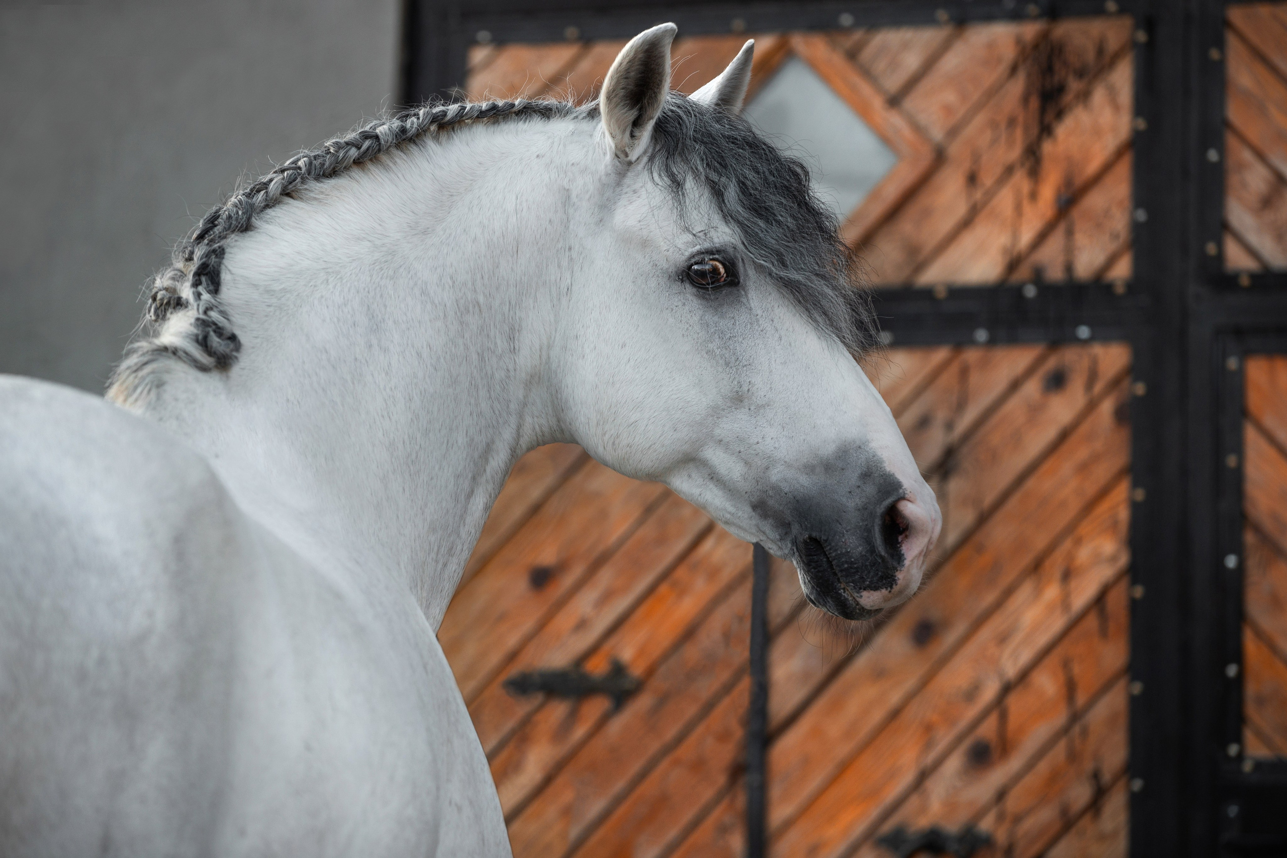 На природе. Фотограф-анималист Ксендзова Кристина