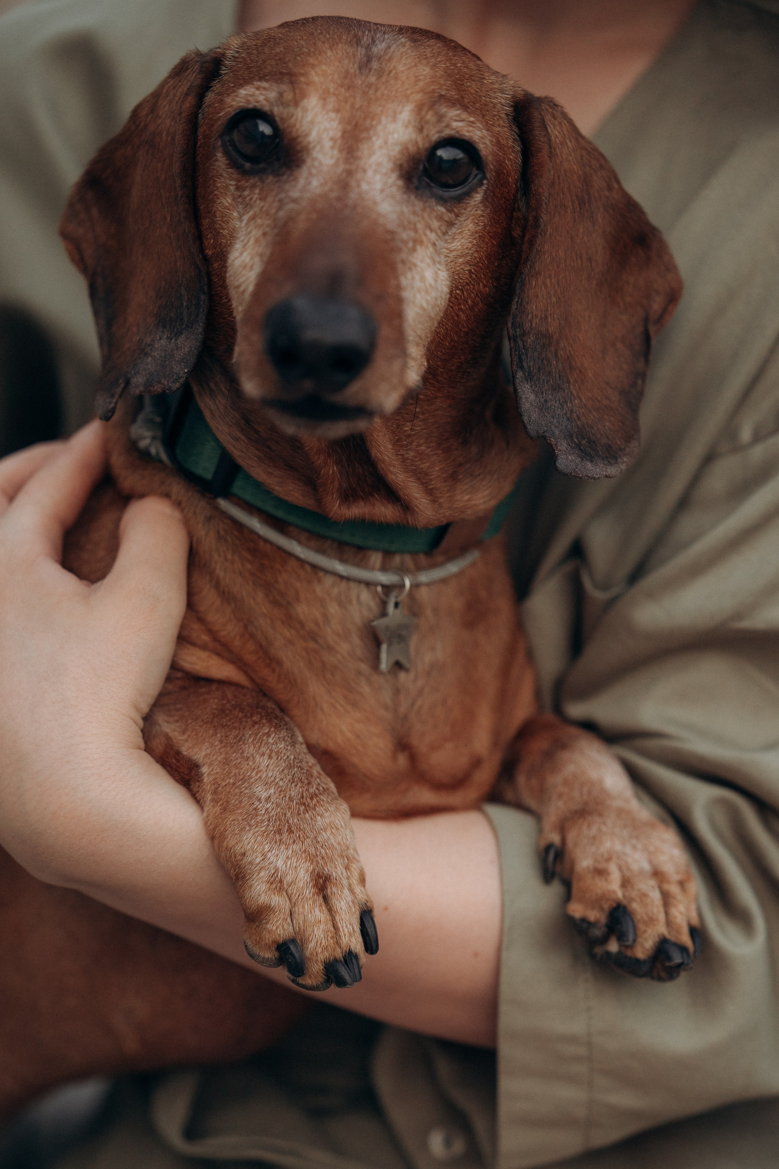 Минск. Алина и Сэм. Фотограф анималист в Казани Алина Сулейманова. Фотограф животных