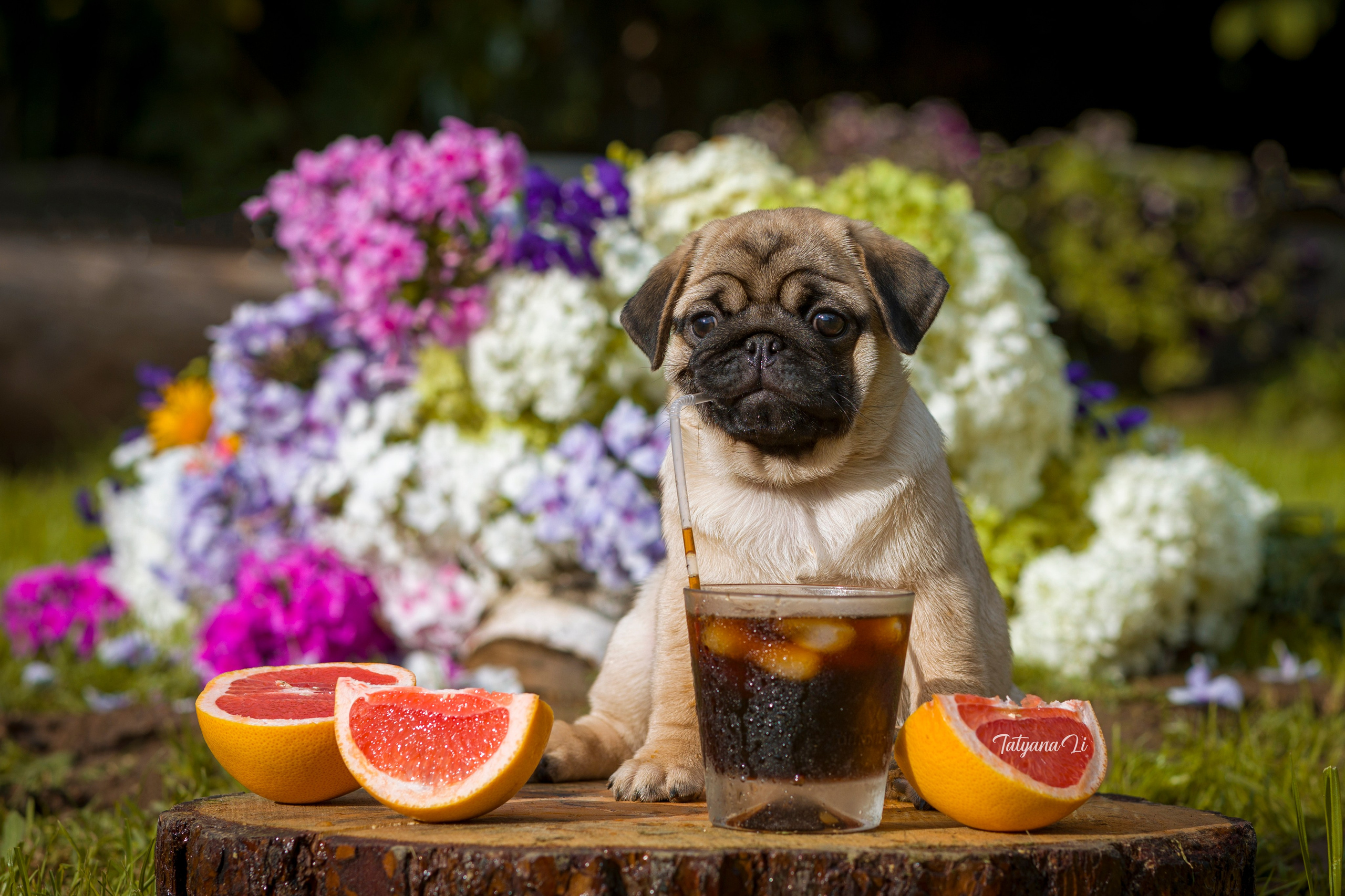 Фотограф — анималист Татьяна Ли