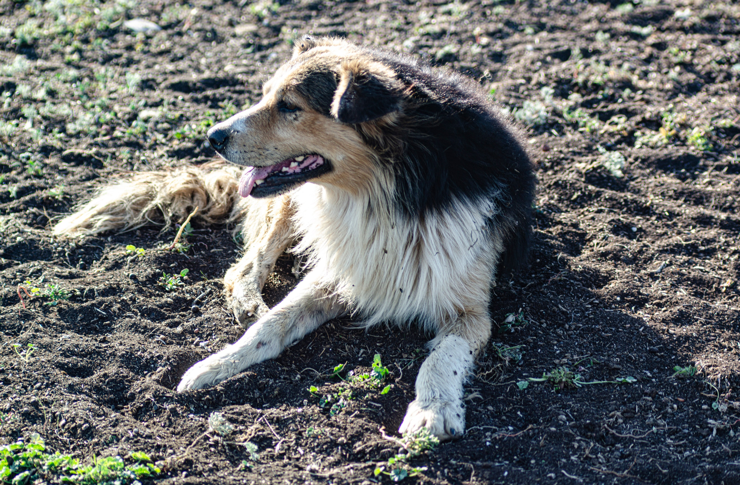 Птицы.Животные. Sreda fotoArt