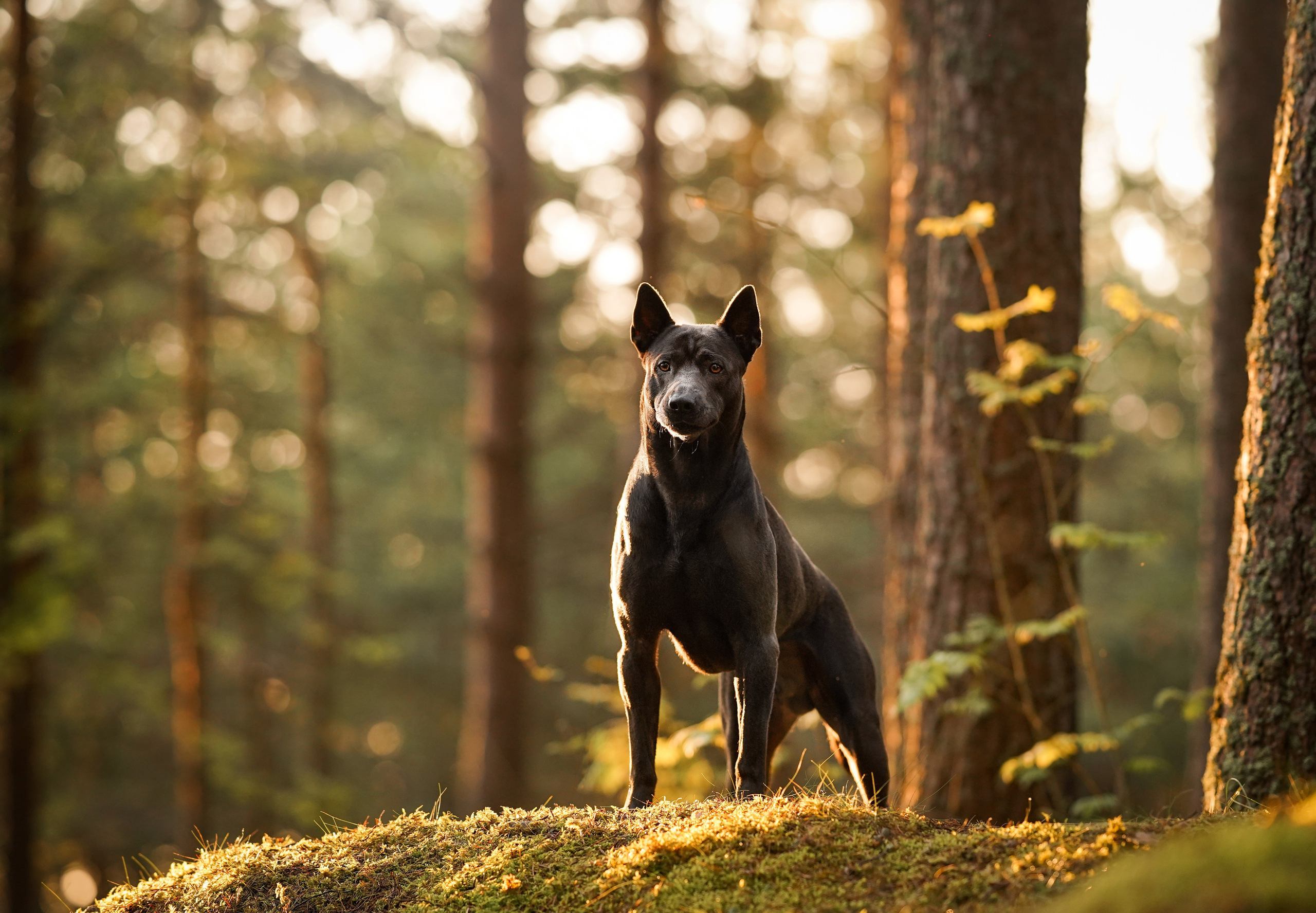 Вероника и Адам. Фотограф-анималист в Санкт-Петербурге Яна Мартынова