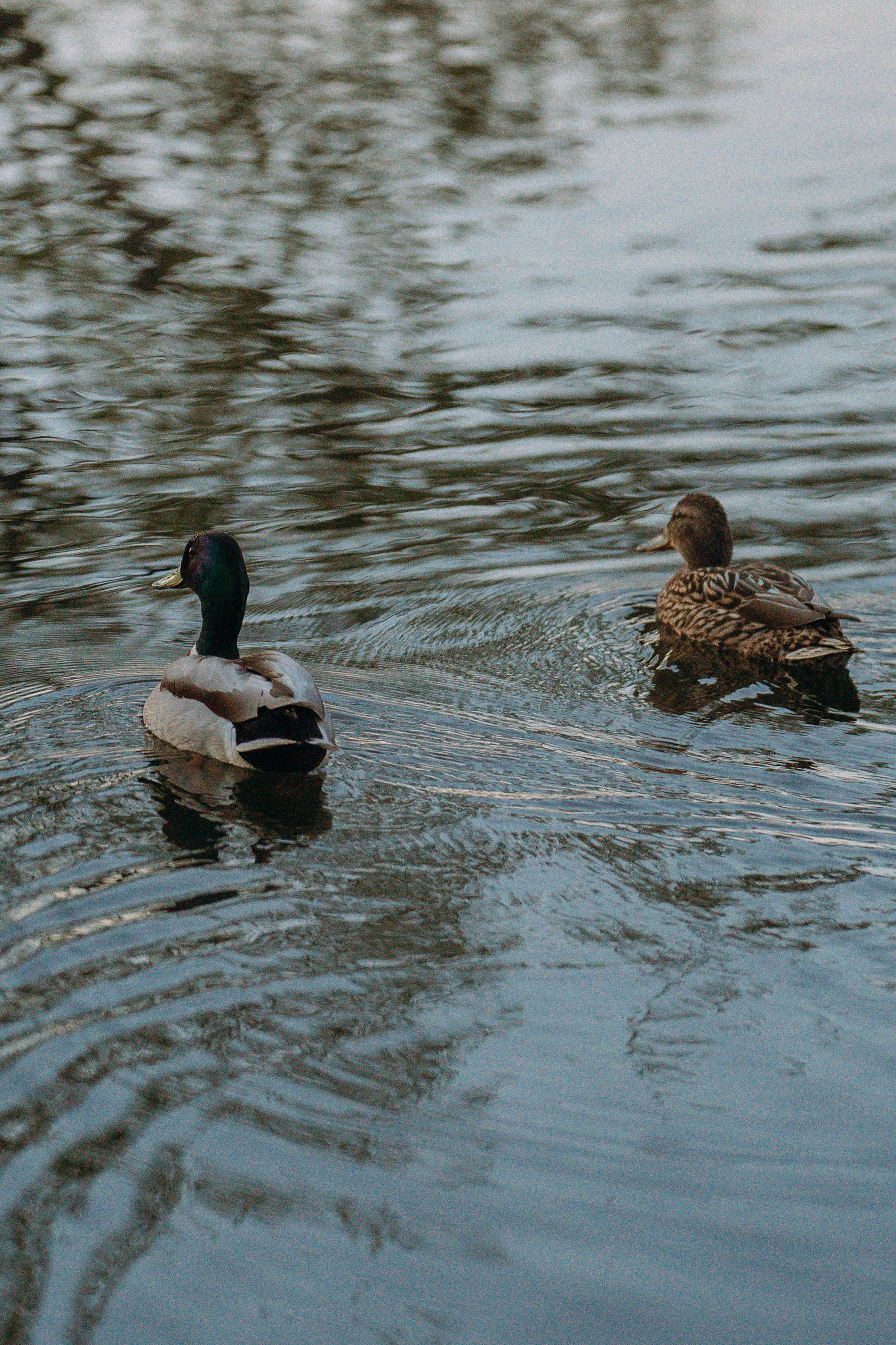 Настя и Рахат. Фотограф анималист в Москве и Санкт-Петербурге Свиридова Анна