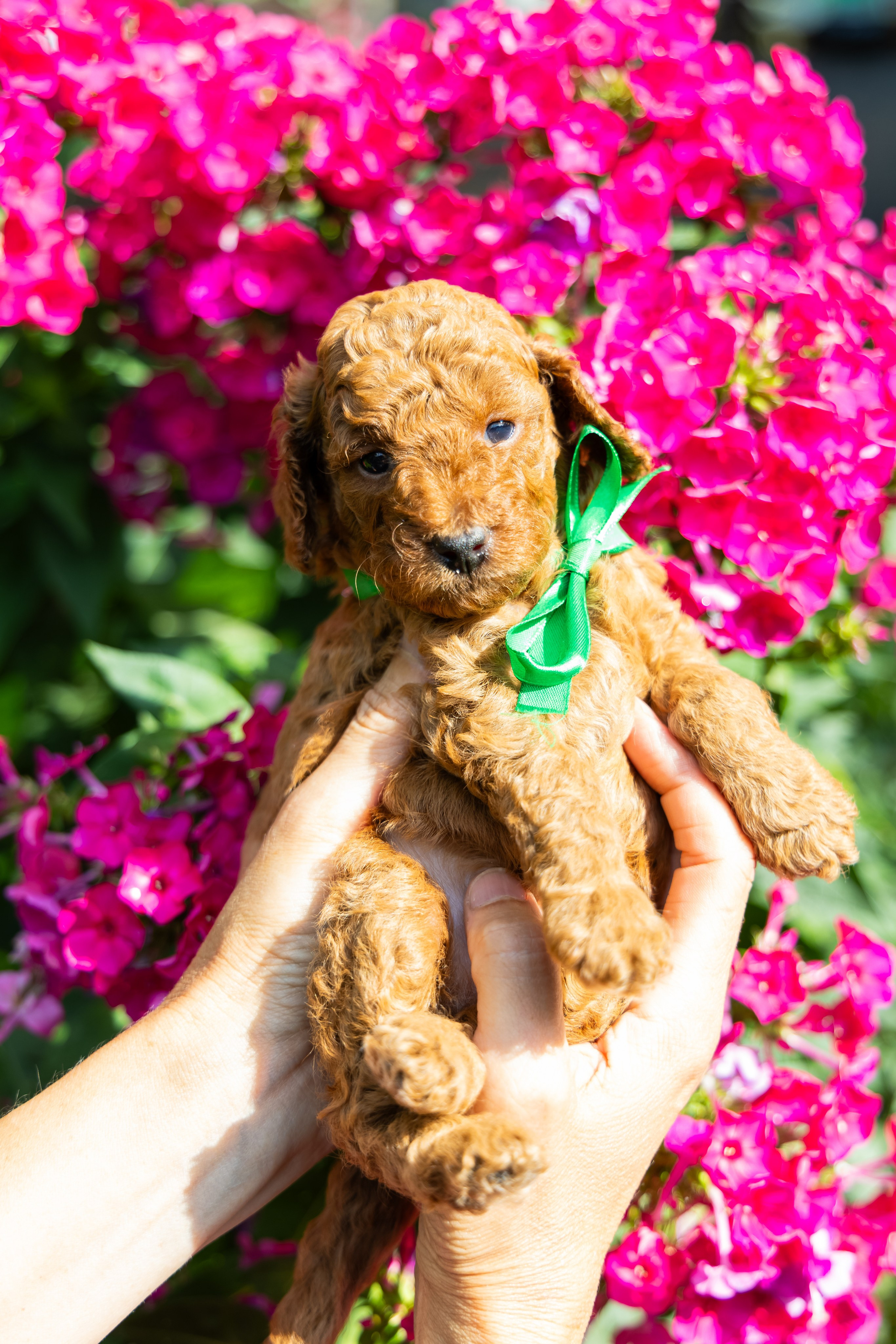 С животными. Фотограф-ретушёр