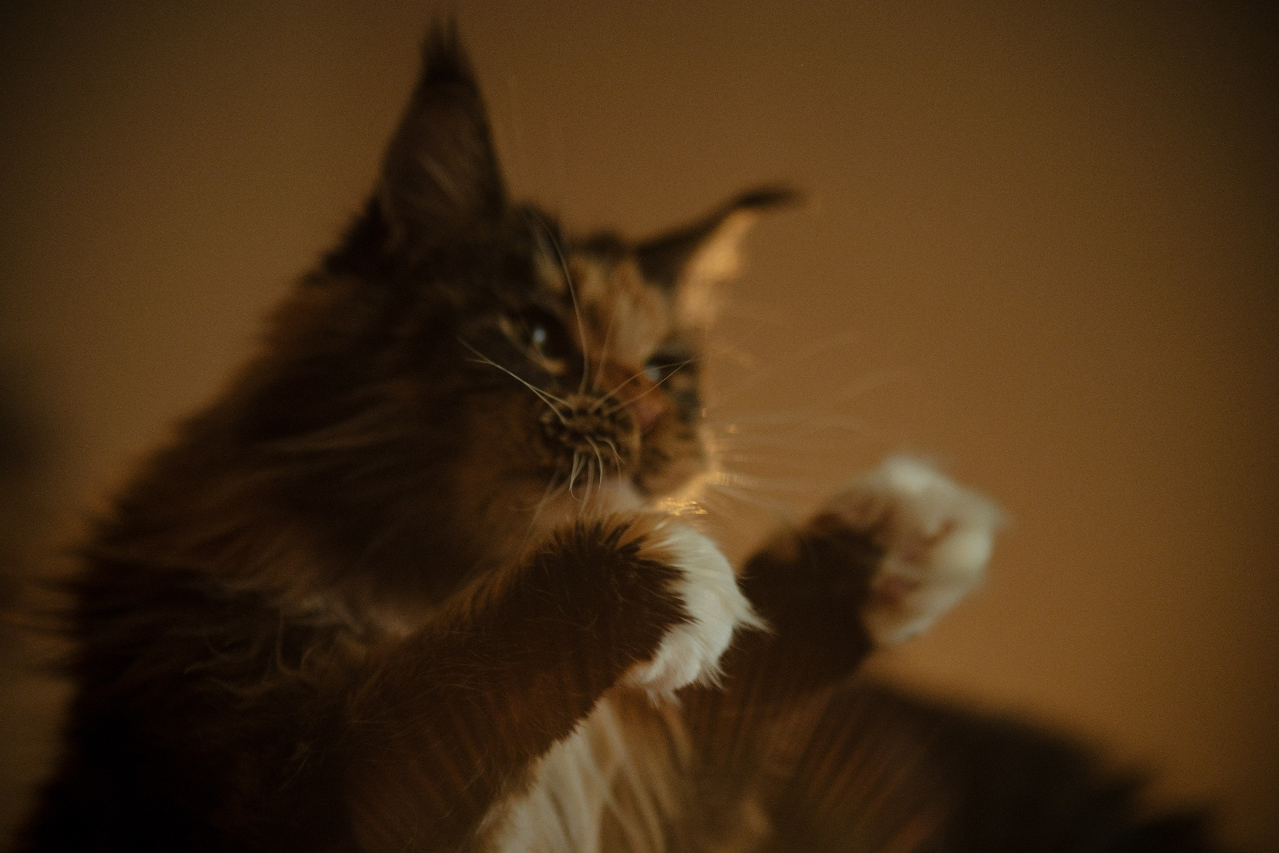 Флоки и Хисса. Фотограф в Санкт-Петербурге Алёна Губинская