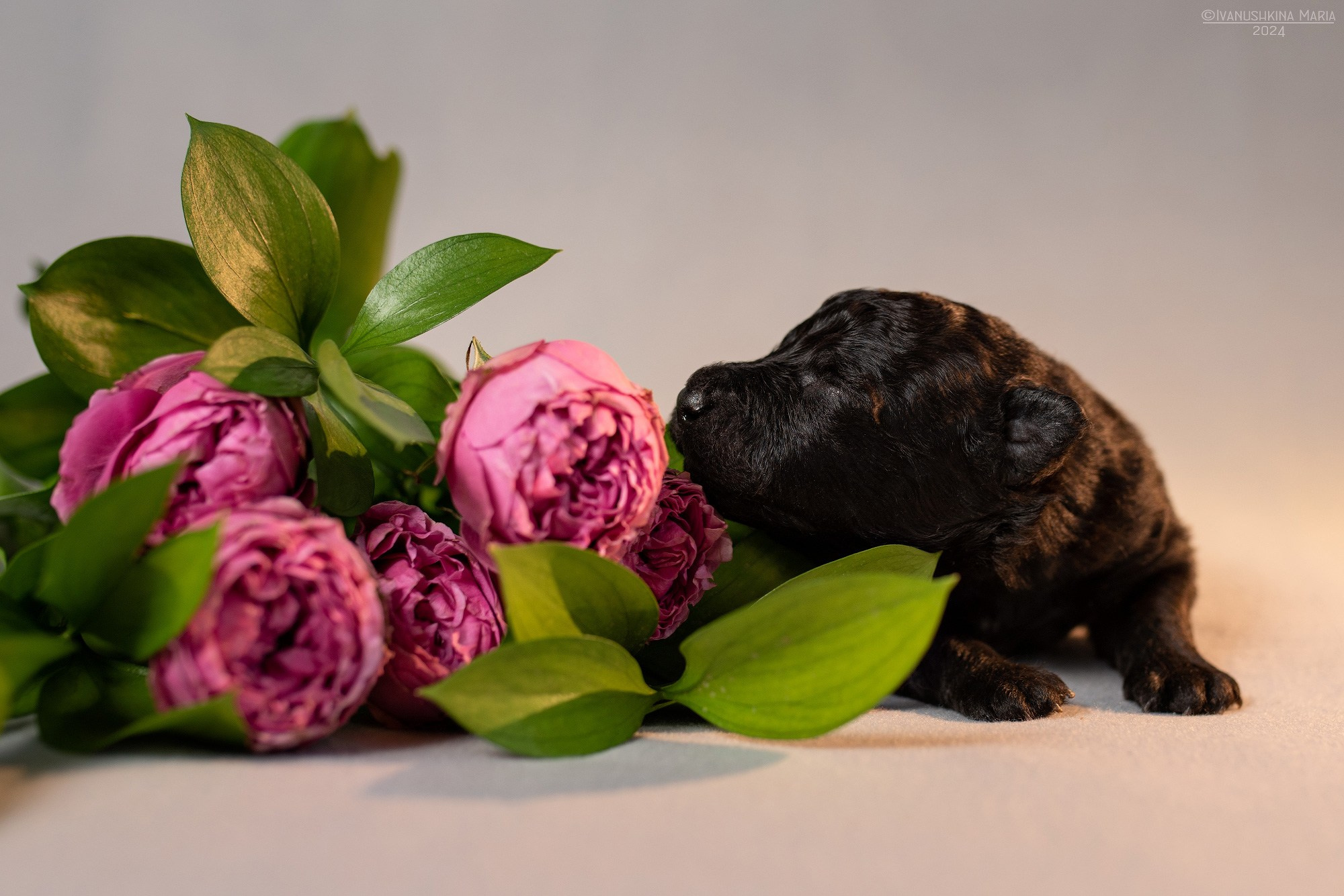 Ньюборн фотосессия щенков. Фотограф собак в Москве и Московской области Иванушкина Мария
