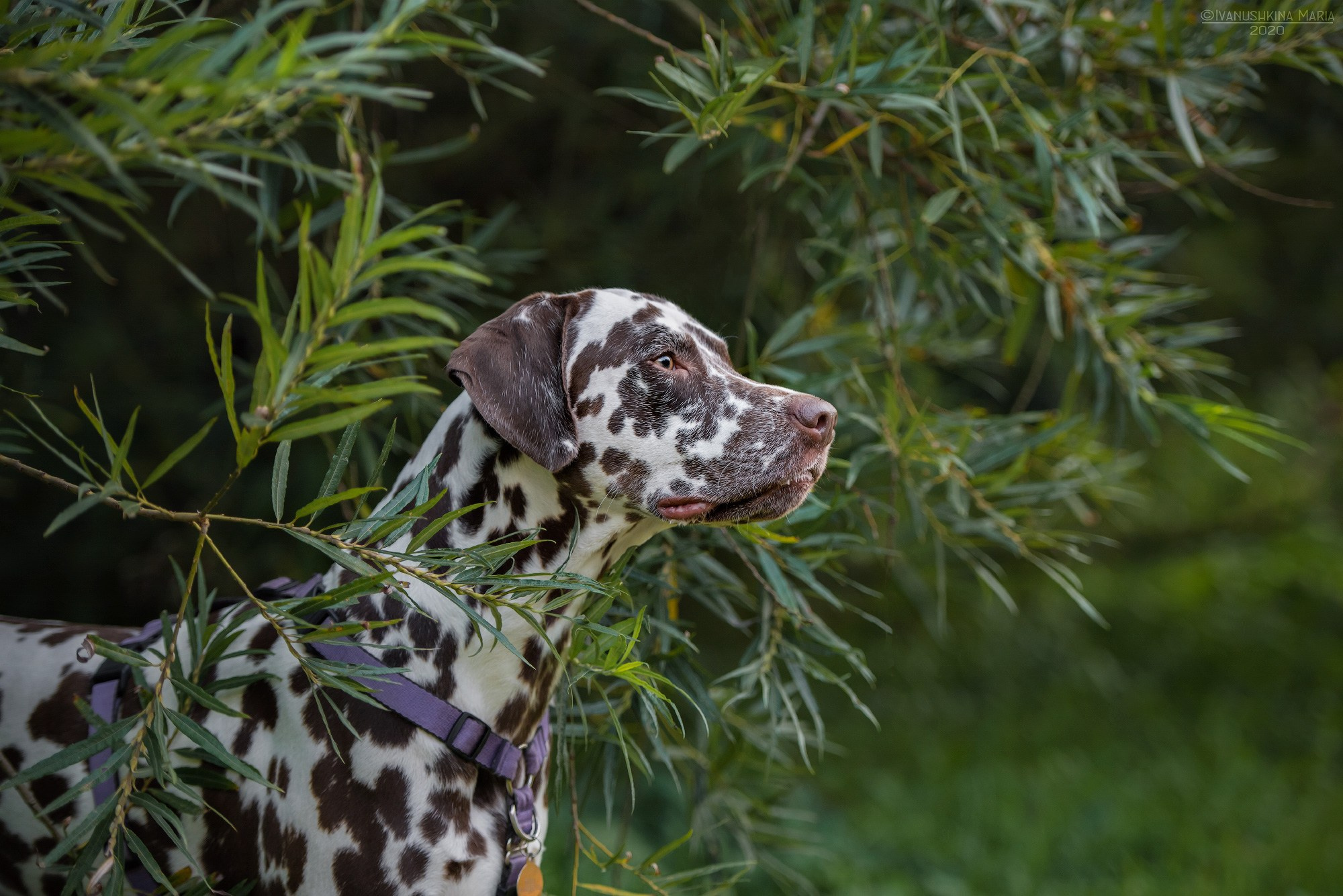 коричневый далматин
