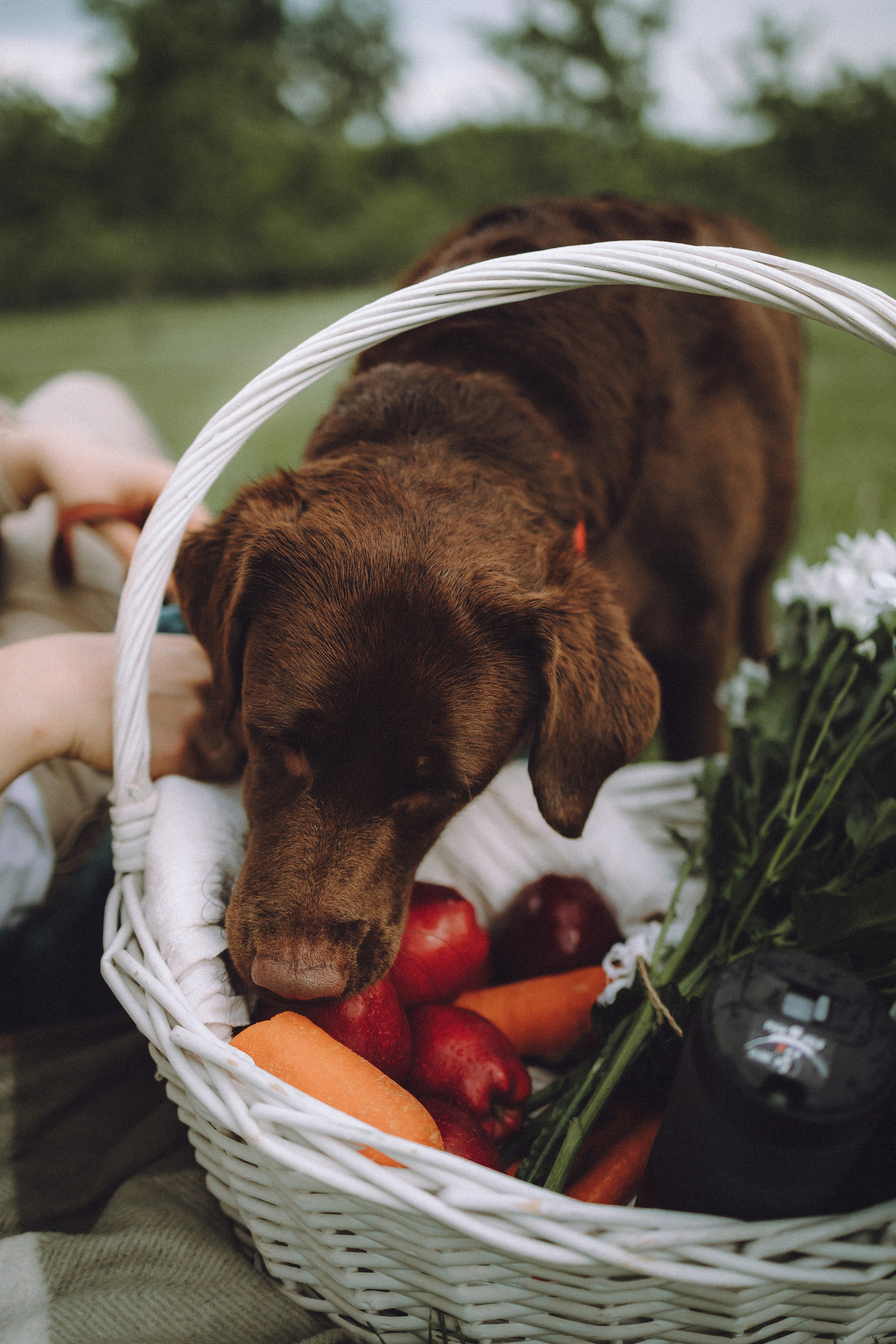 Катя, Ваня и Джеси
