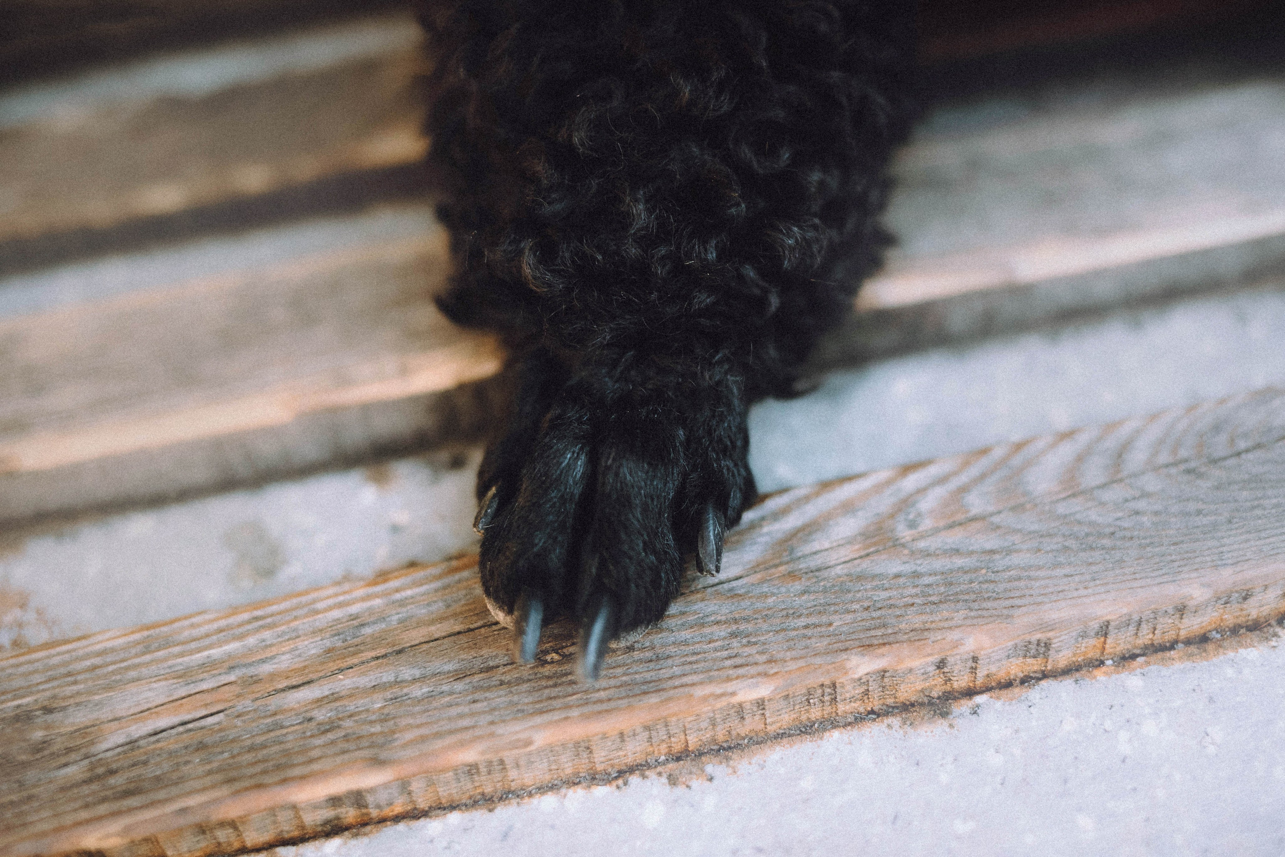 Игнат, Даша и Бэтти