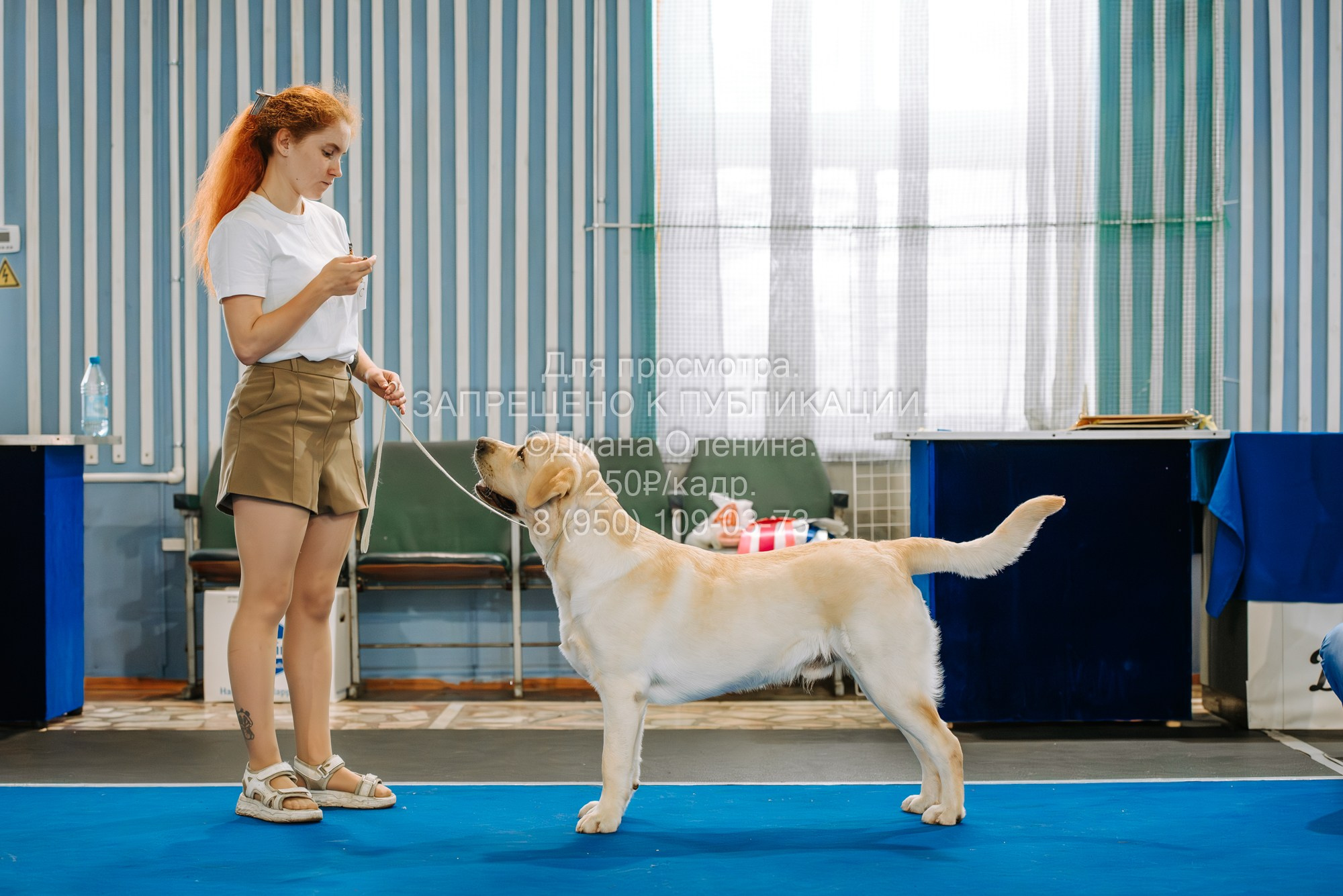 Национальная выставка собак всех пород ранга САС-IKU «Кубок Красноярск. Фотограф Диана Оленина Красноярск / Братск