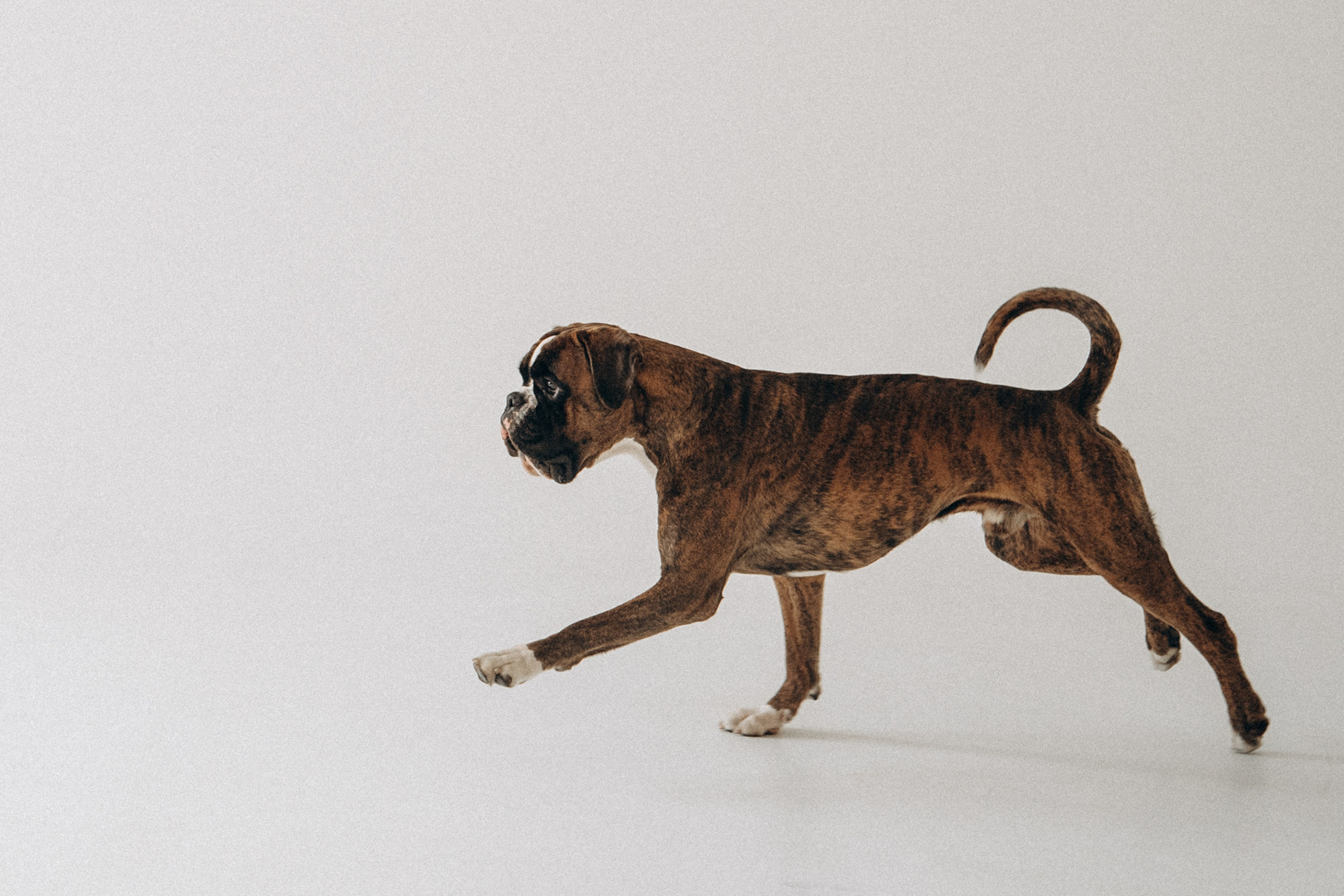 Анна, Максим и Марсель. Фотограф анималист в Москве и Санкт-Петербурге Свиридова Анна