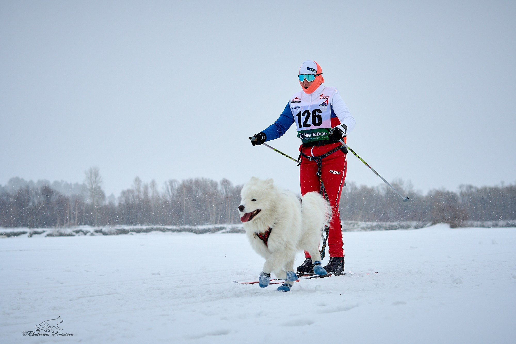 Соревнования по скиджорингу. Фотограф-анималист в Иркутске