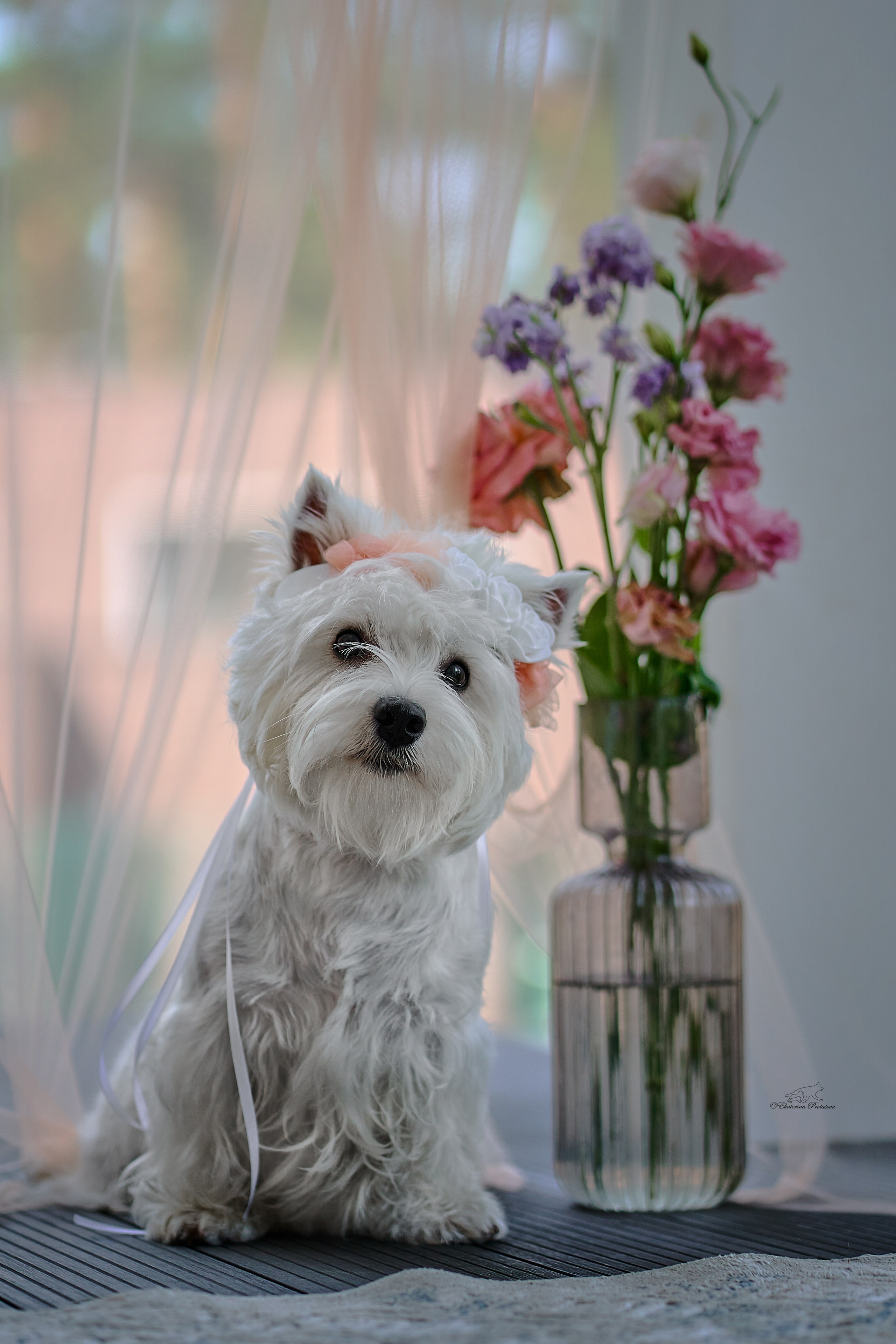 Екатерина и ее вестики. Фотограф-анималист в Иркутске