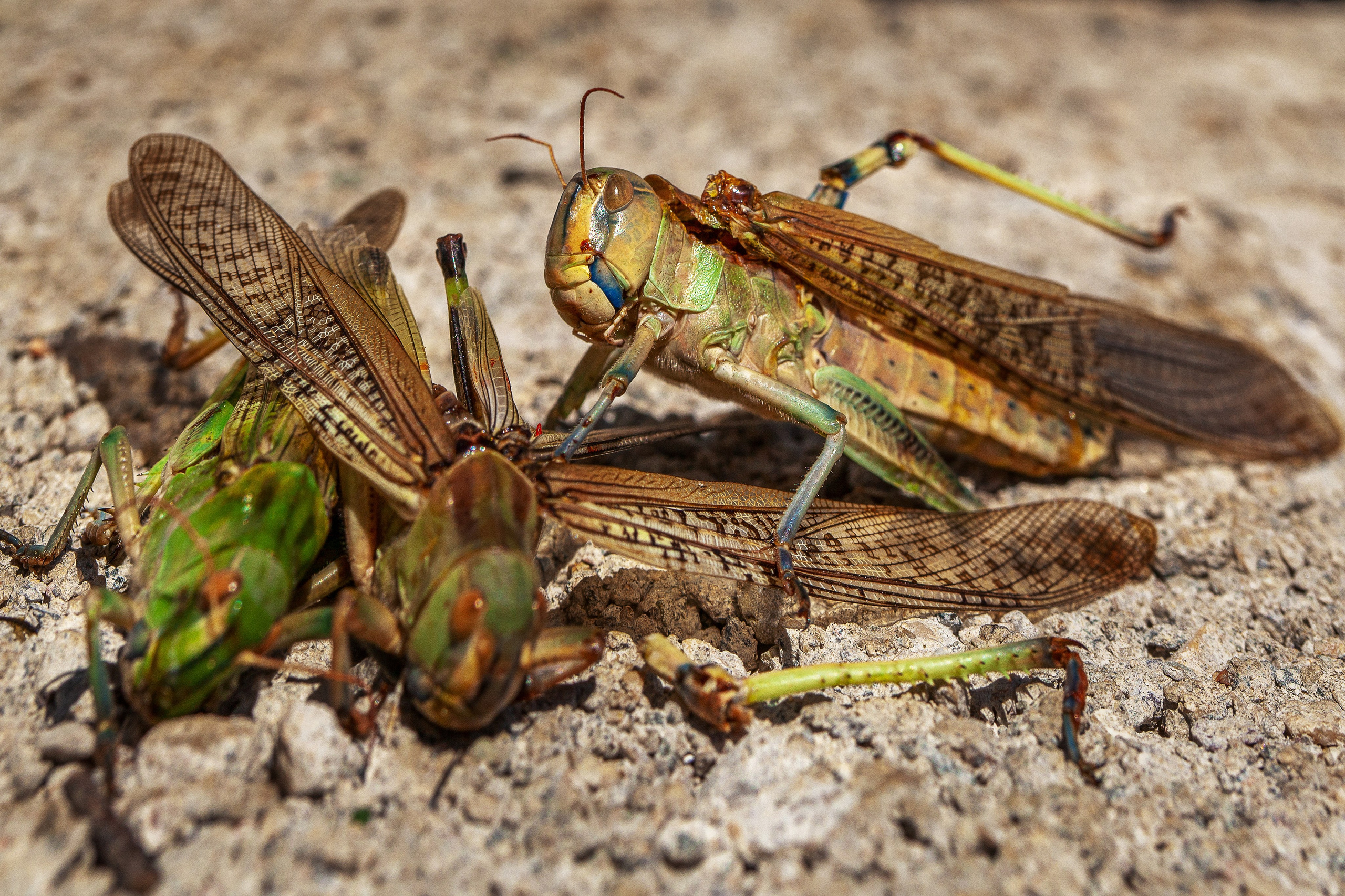 Саранча. Медиапродюсер, фотограф в Минеральных Водах —Виктор Холодов