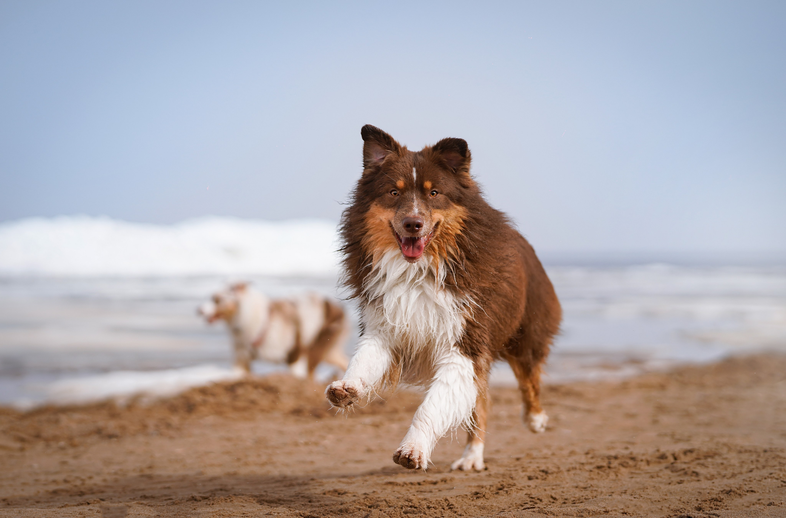 Аусси на Ладоге. Фотограф-анималист в Санкт-Петербурге Яна Мартынова