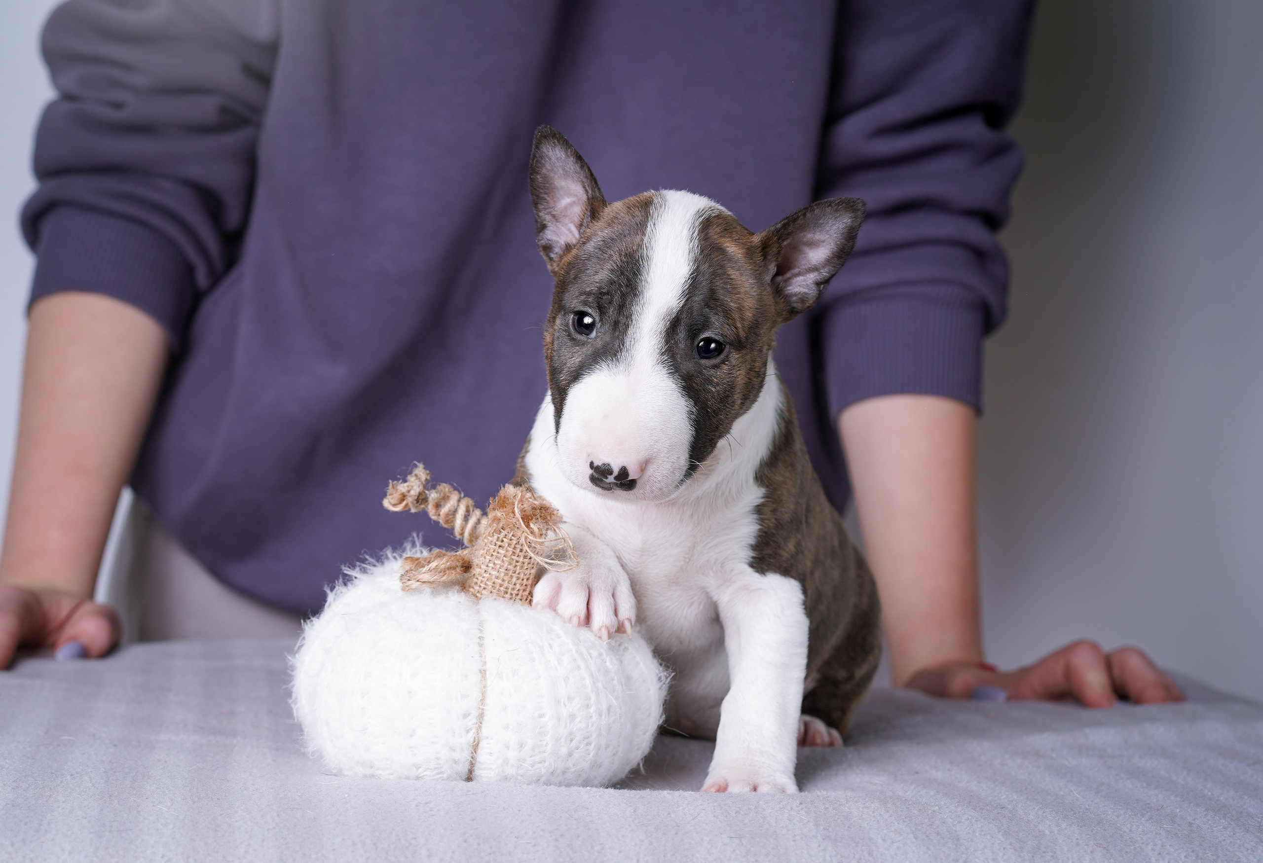 Щенки минибуля. Фотограф-анималист в Санкт-Петербурге Яна Мартынова