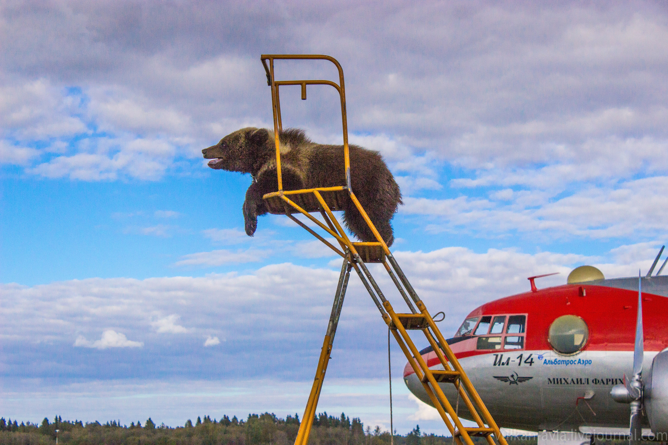 Медведь Мансур. Фотоальбом показывающий увлекательный мир авиации и мир медведей Андрея Иванова