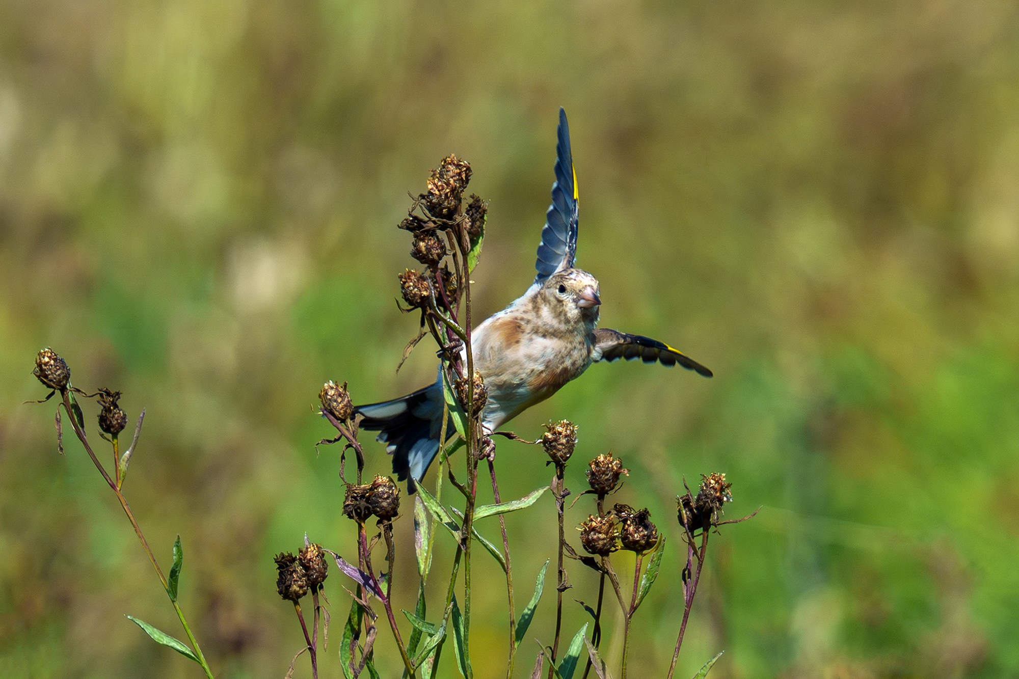 Удивительные мир птиц. Вокруг нас столько прекрасного — присмотритесь!. Ваш личный фотограф Марина Волкова