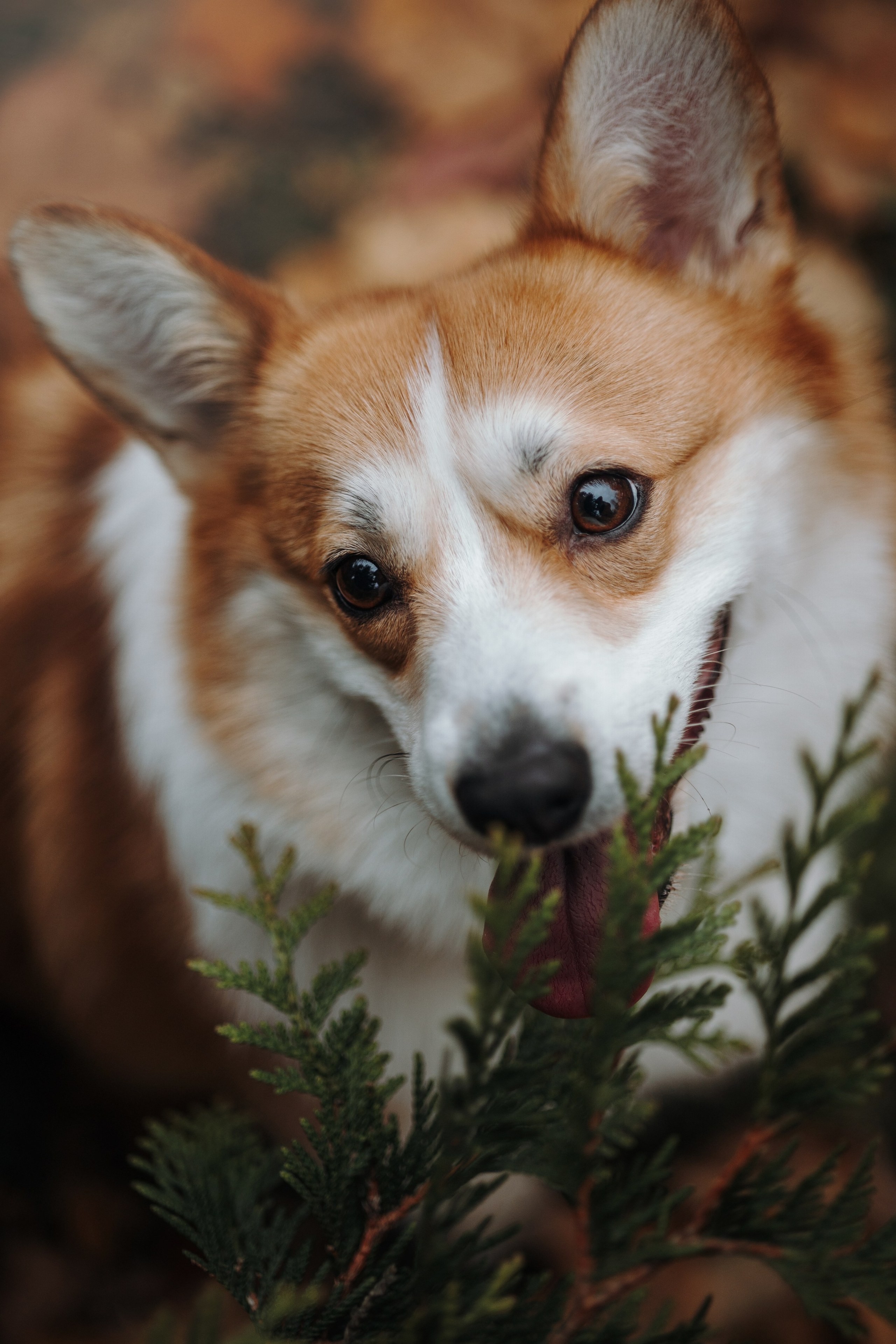 Юля и Терри. Фотограф — Анималист | Санкт-Петербург