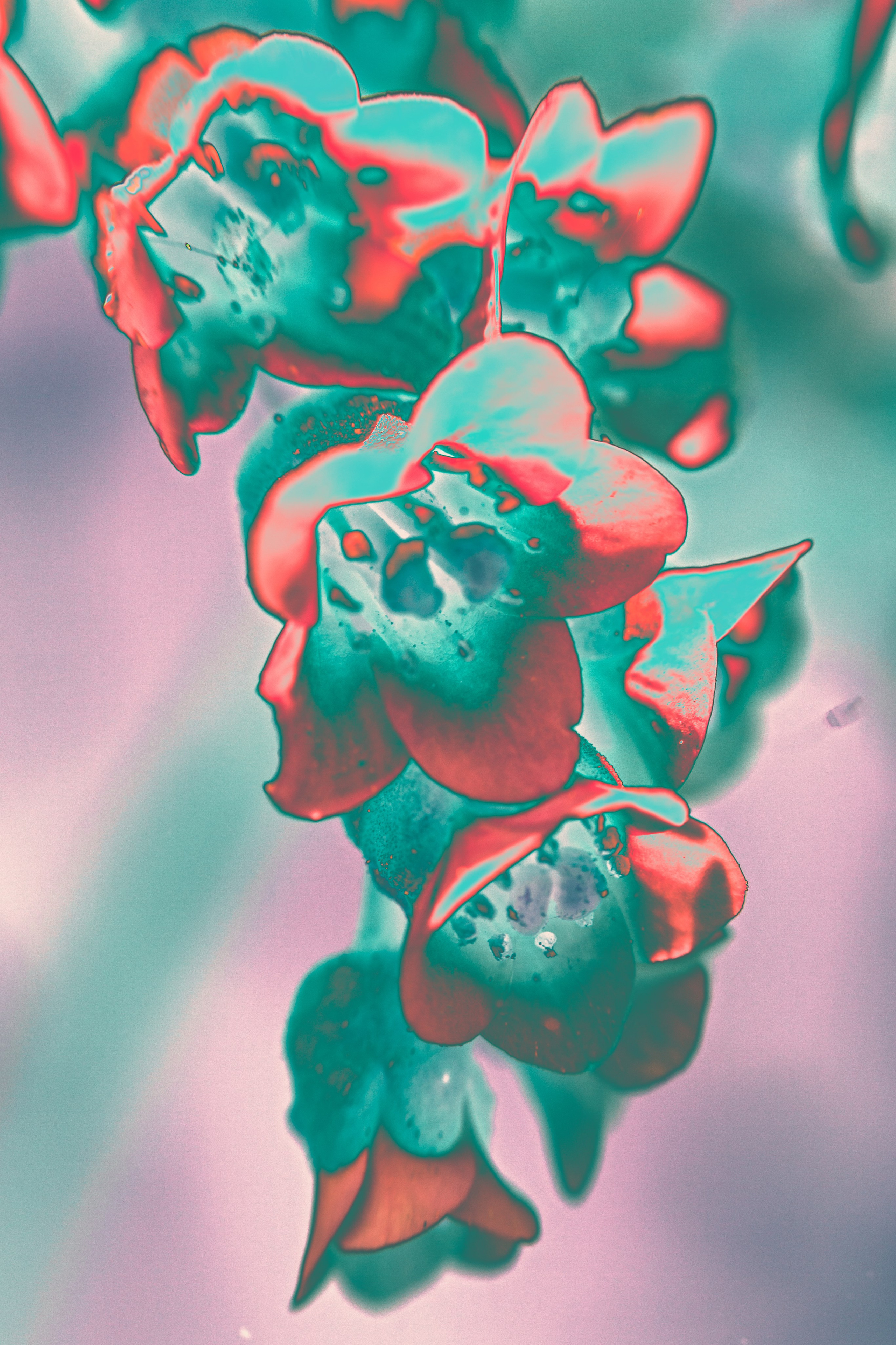 NON-EXISTENT FLOWERS. Фотограф Евгений Чащихин RGB АРХИТЕКТОР в Перми