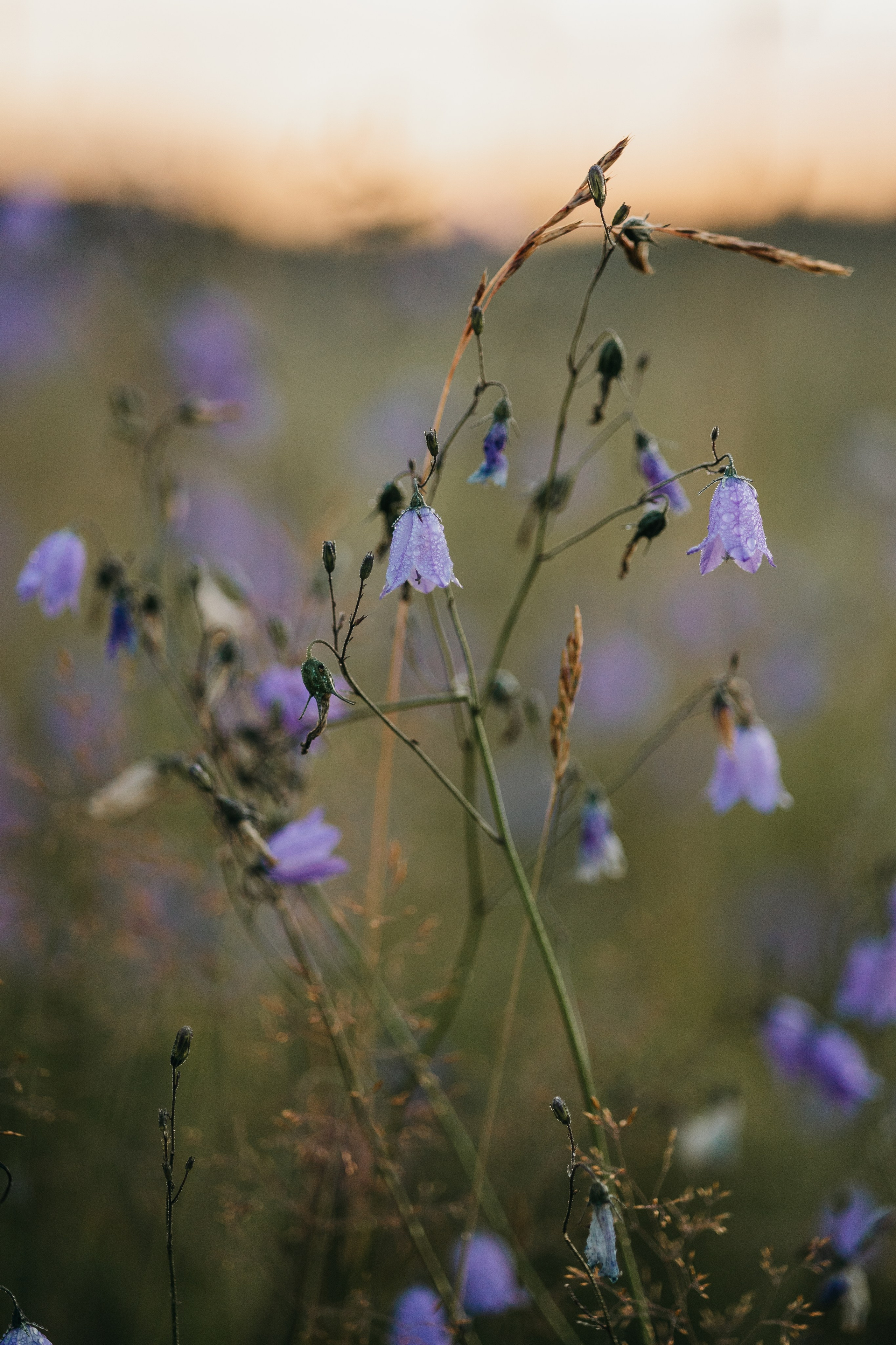 Маша и Персик. Фотограф — Анималист | Санкт-Петербург