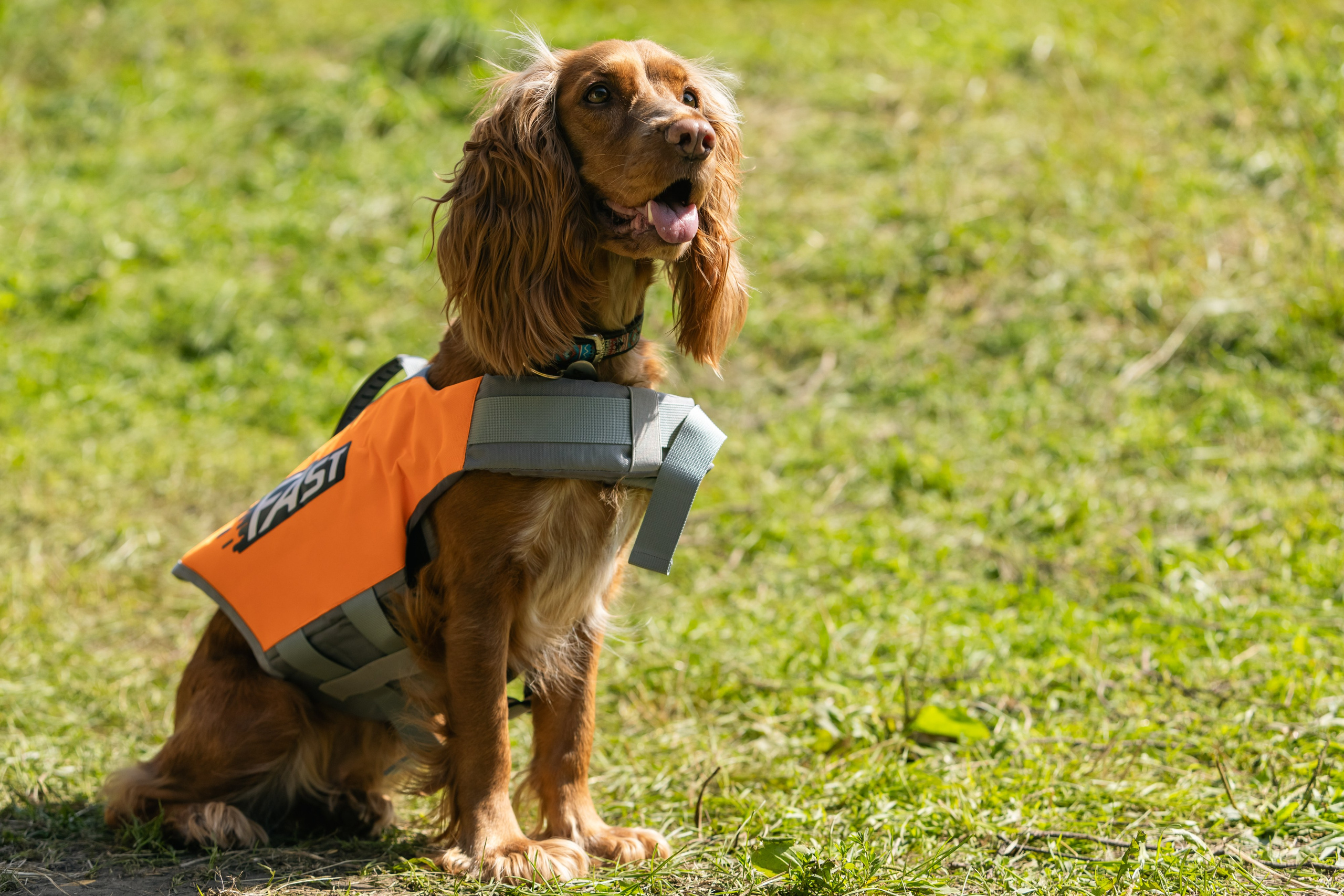 VI ОТКРЫТЫЕ КИНОЛОГИЧЕСКИЕ СОРЕВНОВАНИЯ. ЧЕЛЯБИНСКАЯ ОБЛАСТЬ 2025. Репортажный фотограф Наталья Лапцевич