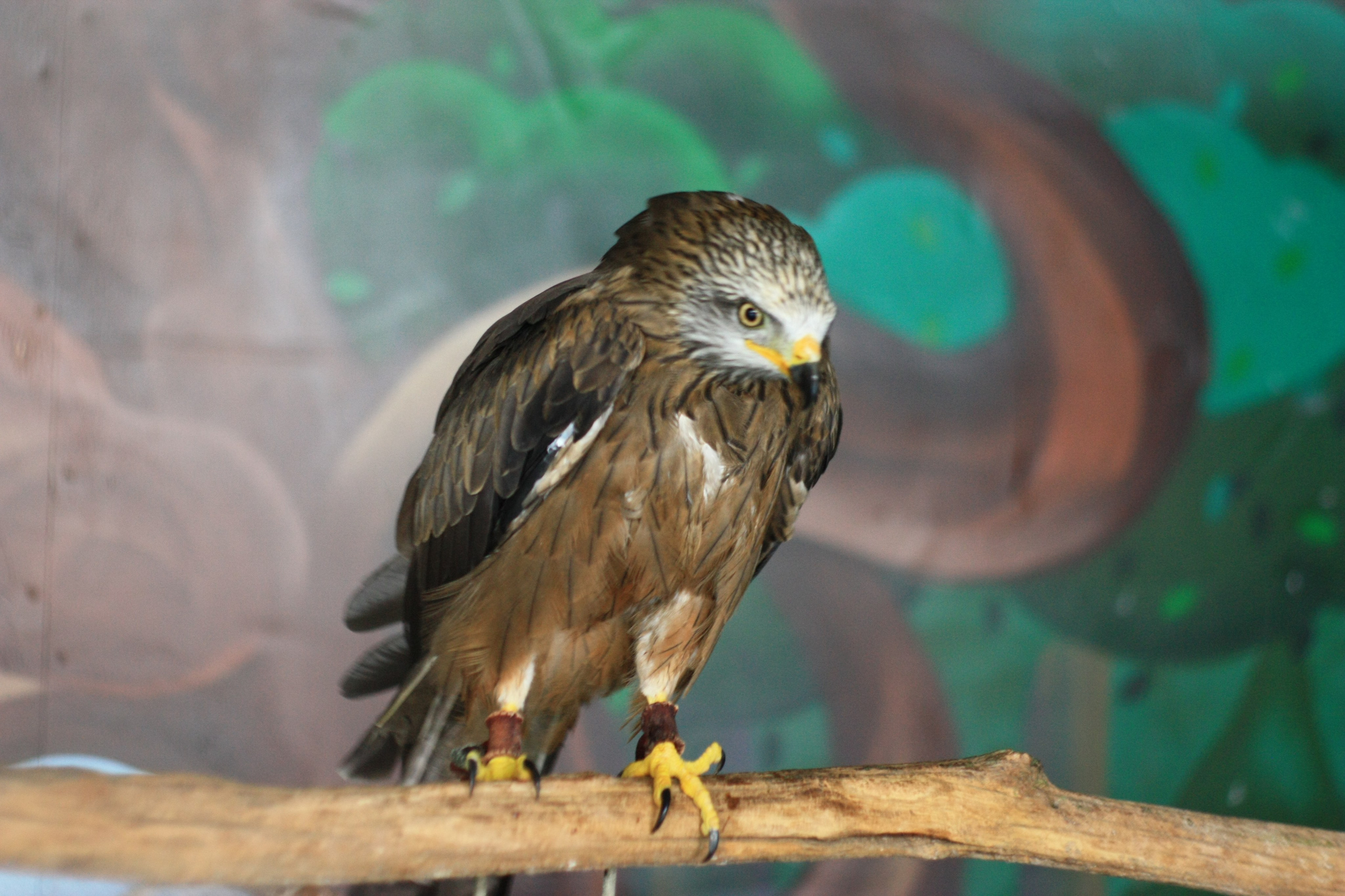 Первые кадры. Сочи — парк. Фотограф Роман Адлер